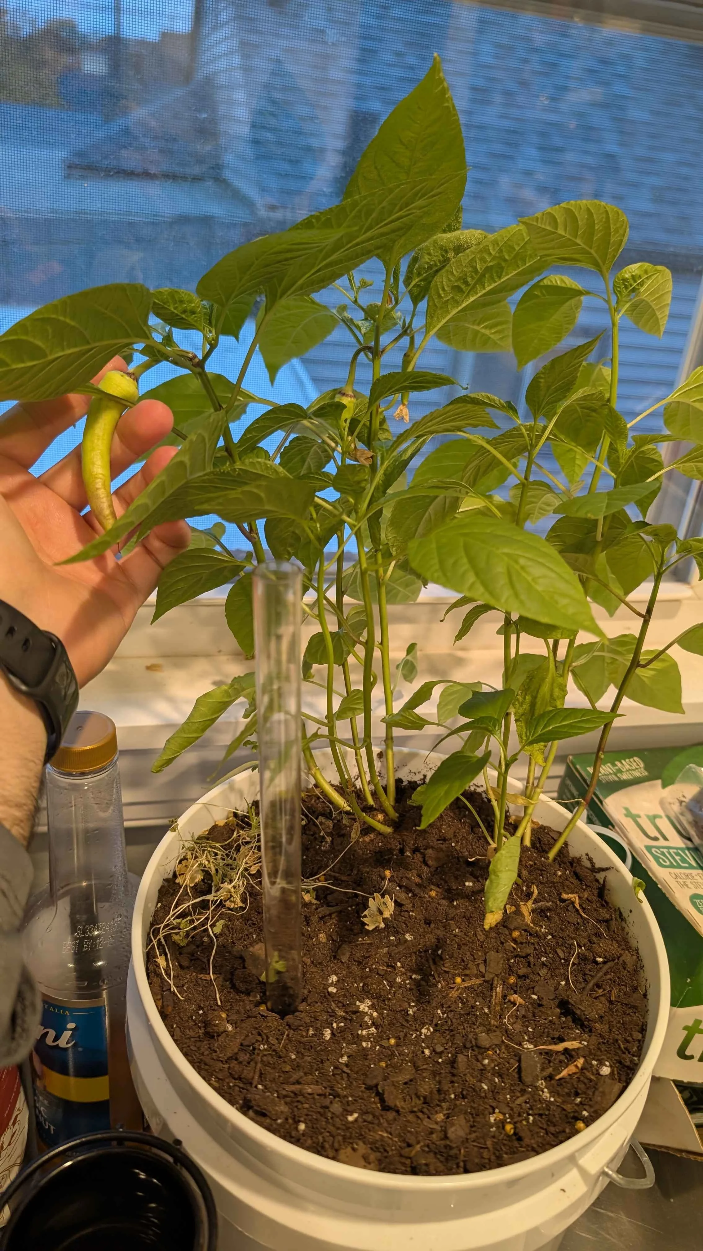 Why Most First-Time Gardeners Fail (And How to Set Up a System That Actually Works)