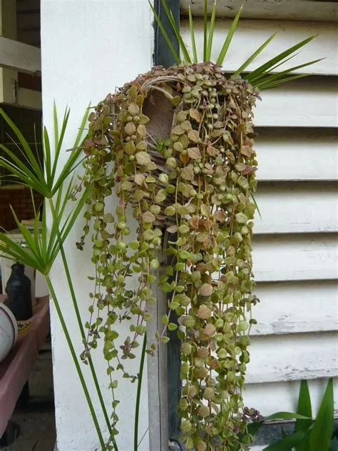 How to Grow Fuller Indoor Vines With Less Maintenance (And Why Water Consistency Changes Everything)