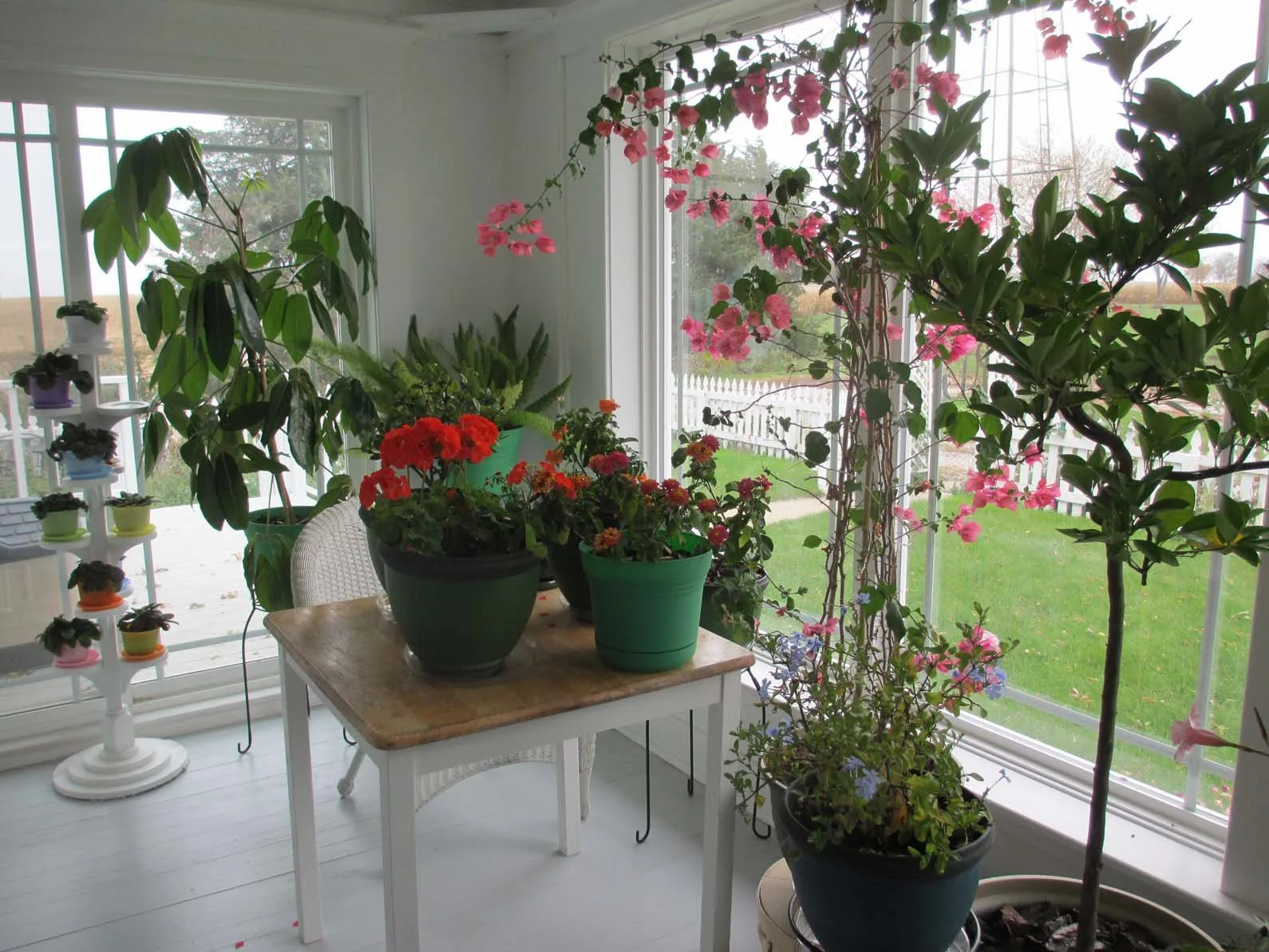 The Uncommon Mental Health Benefits of Thriving Plants 