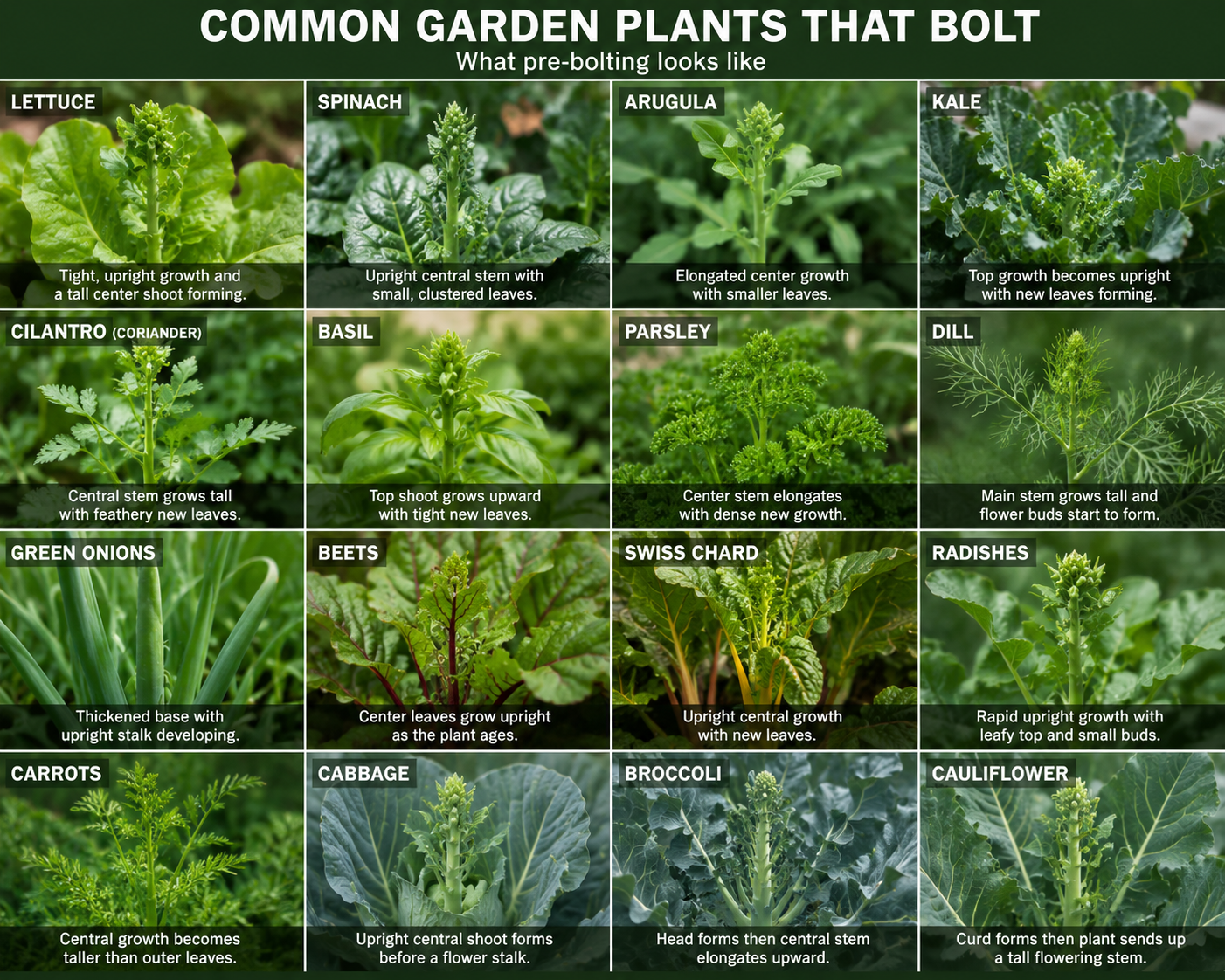 How Moving Container Plants Can Prevent Bolting and Increase Harvests