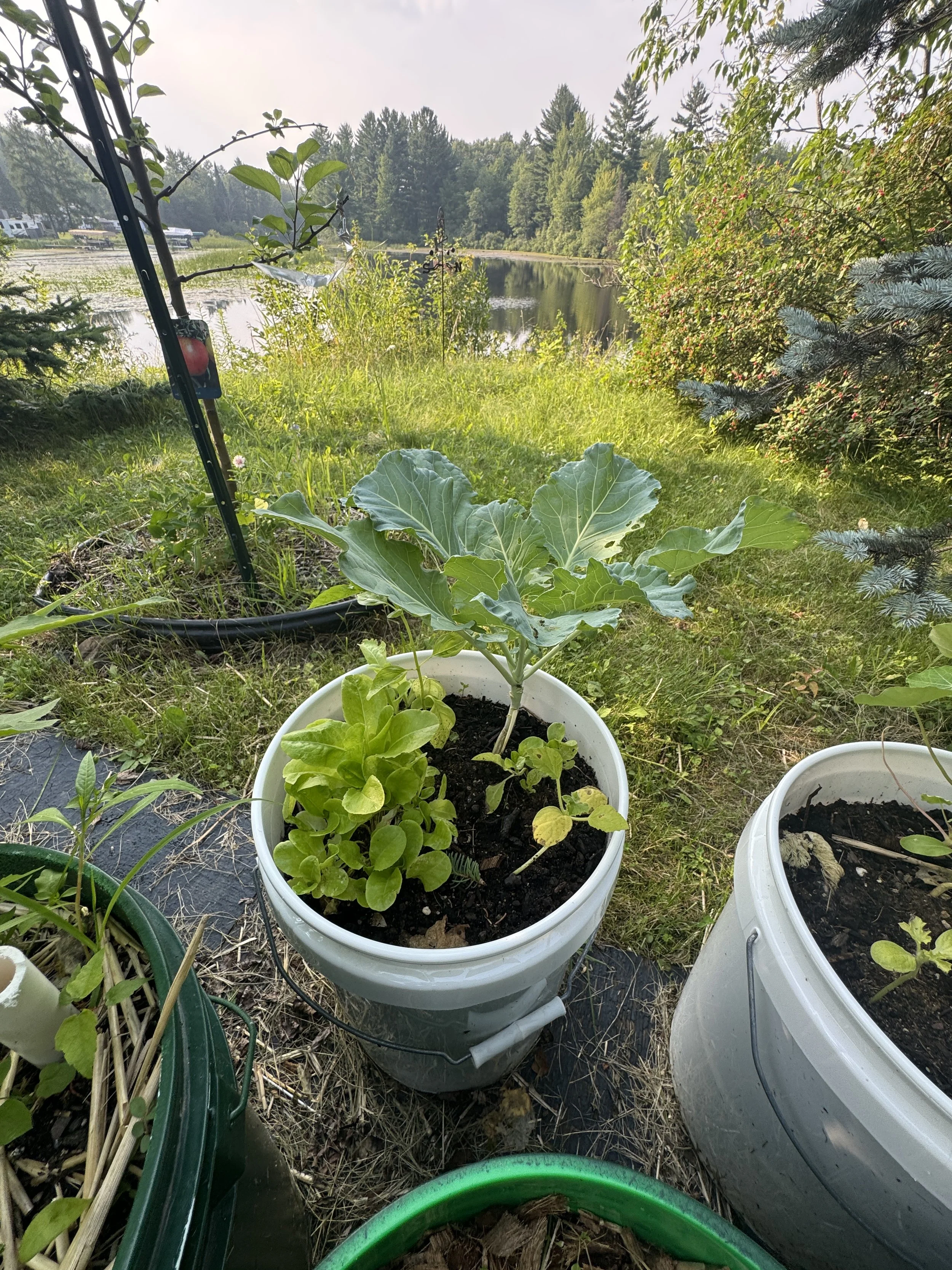 View of a garden by a lake with potted plants, including a large leafy plant and smaller plants, with trees and water in the background.