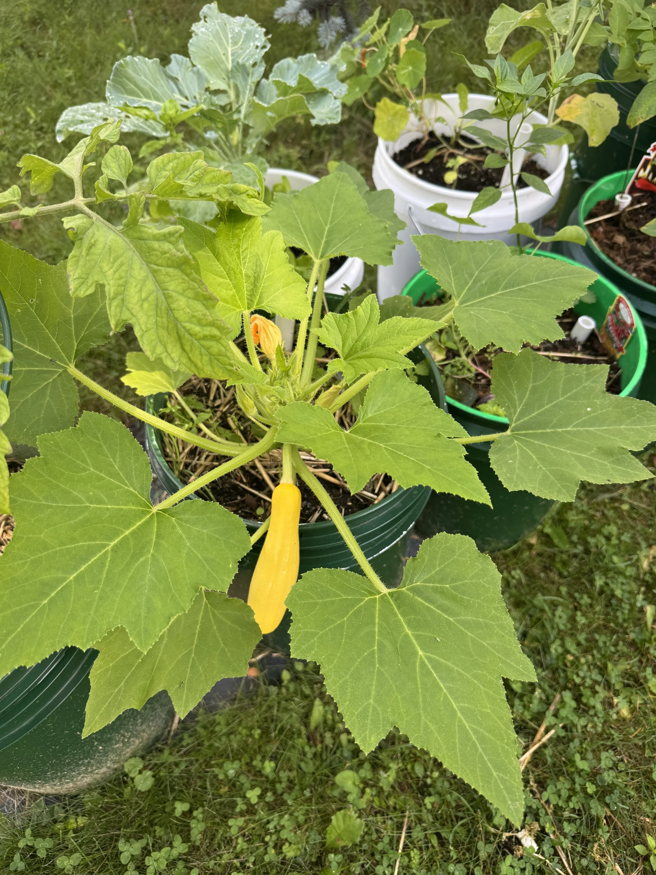 A yellow banana pepper growing on a plant with large green leaves, in a garden with other potted plants.