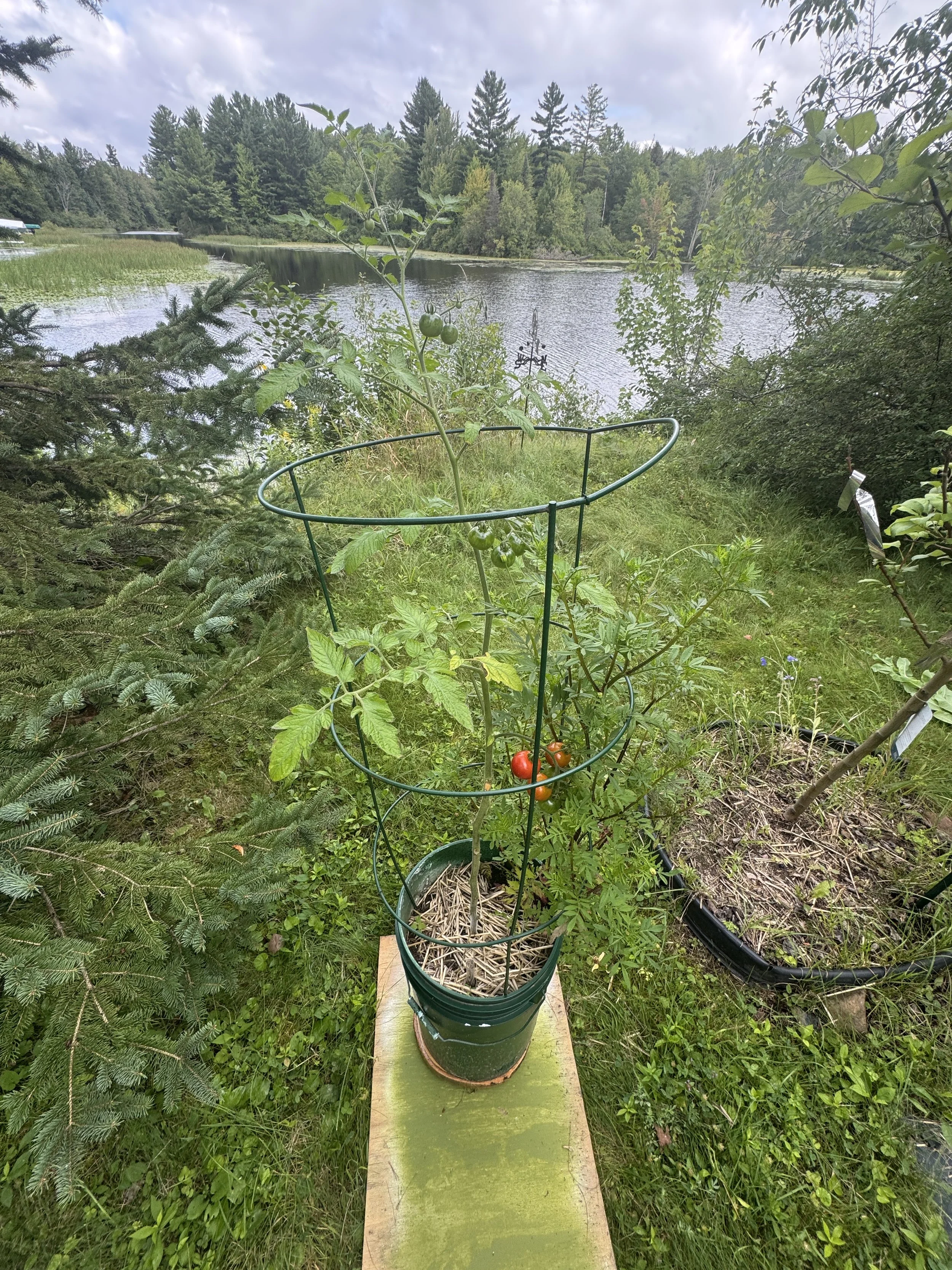 Tomato plant growing in a pot with a green metal cage around it, placed outdoors near a lake with trees in the background.