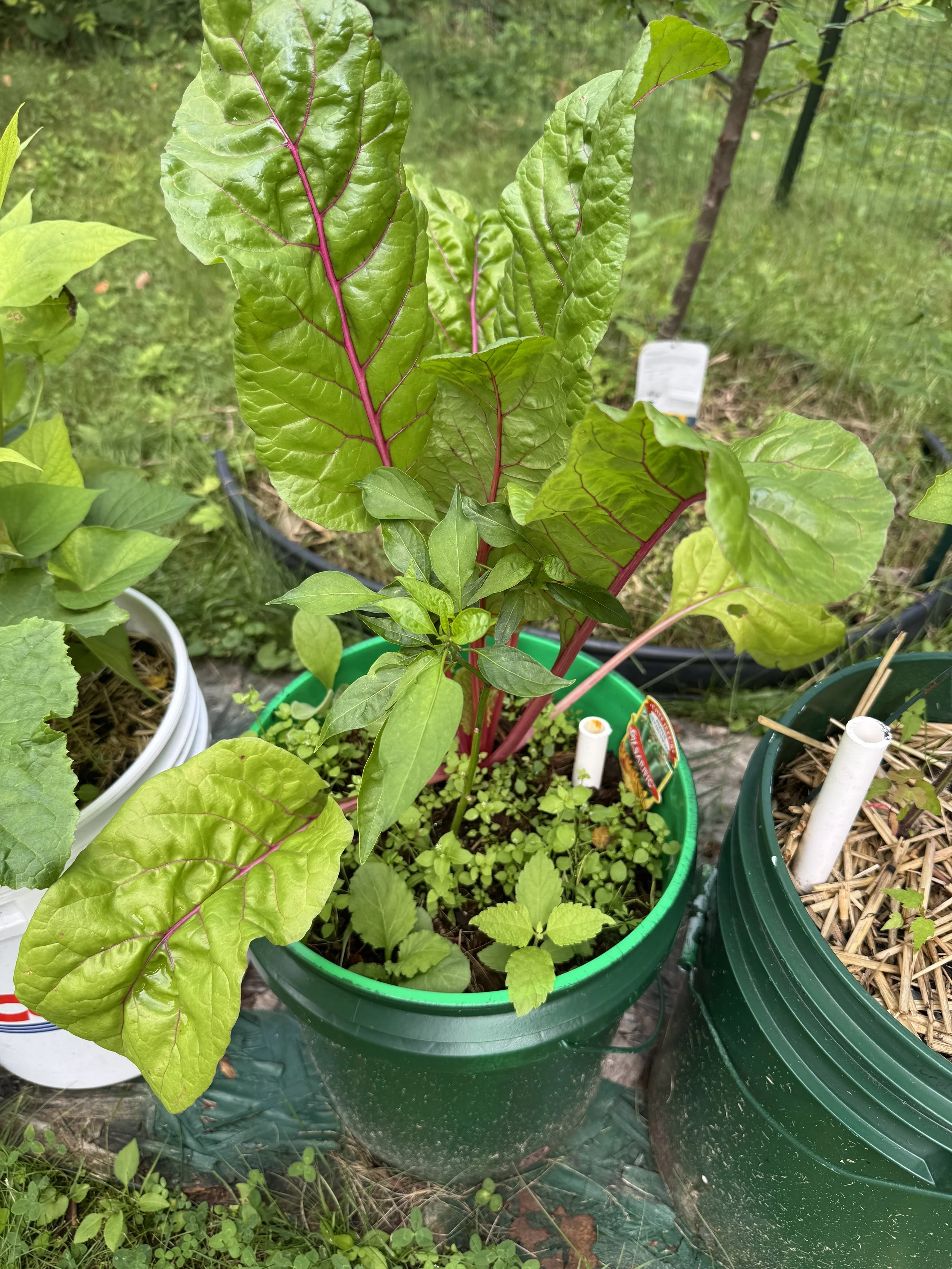 A green container with large, green, veined leaves growing from it, next to another green container with dry straw mulch and white plastic pipes. The background shows a grassy outdoor area with a fence.