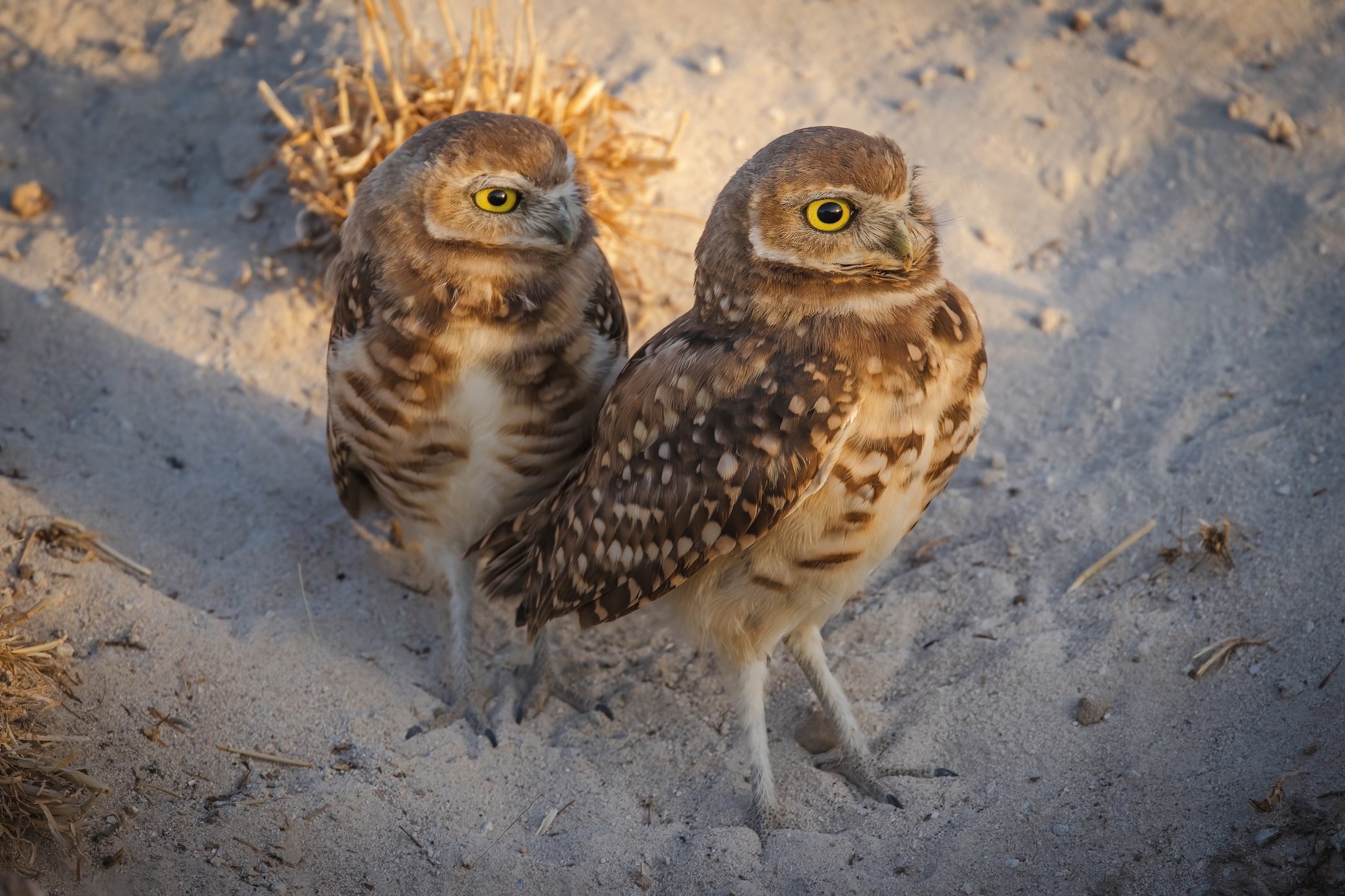 Owl Pair 2-DN.jpg
