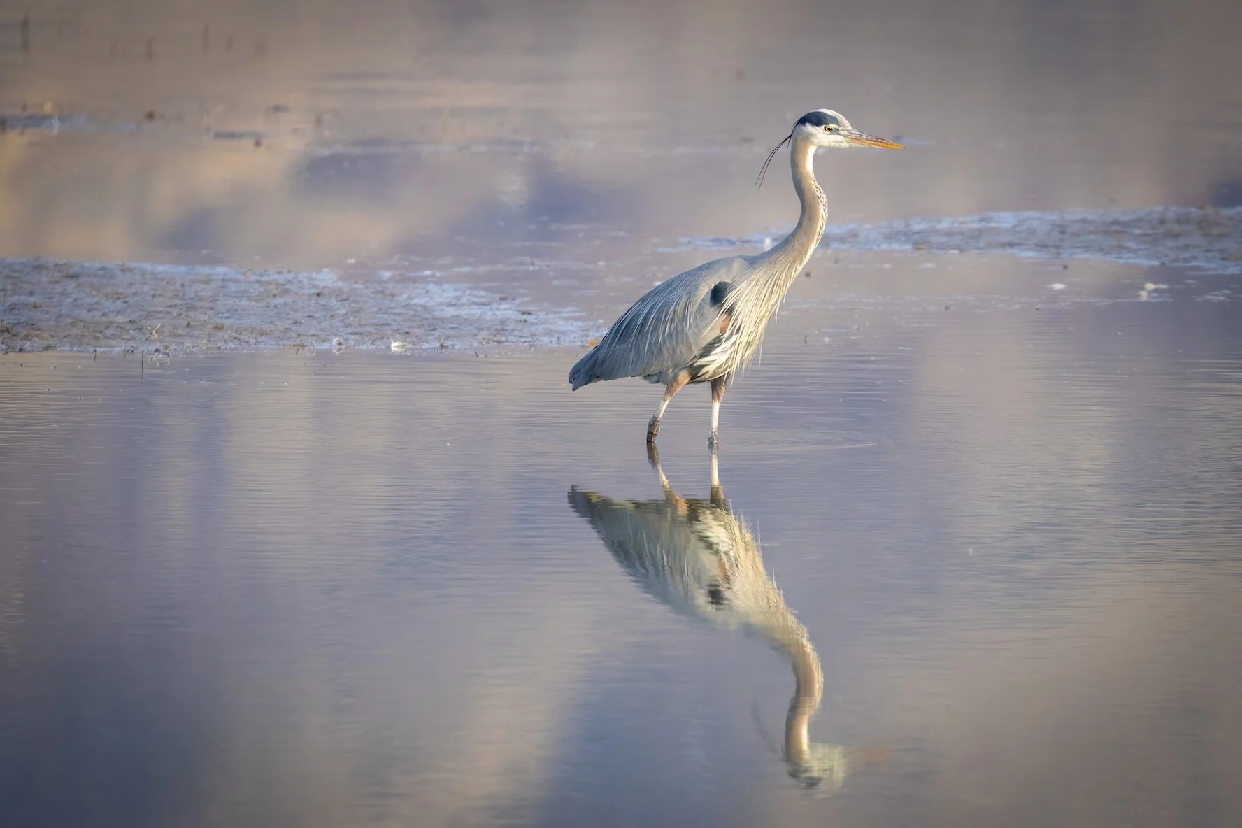 Reflections Of The Great Blue Heron