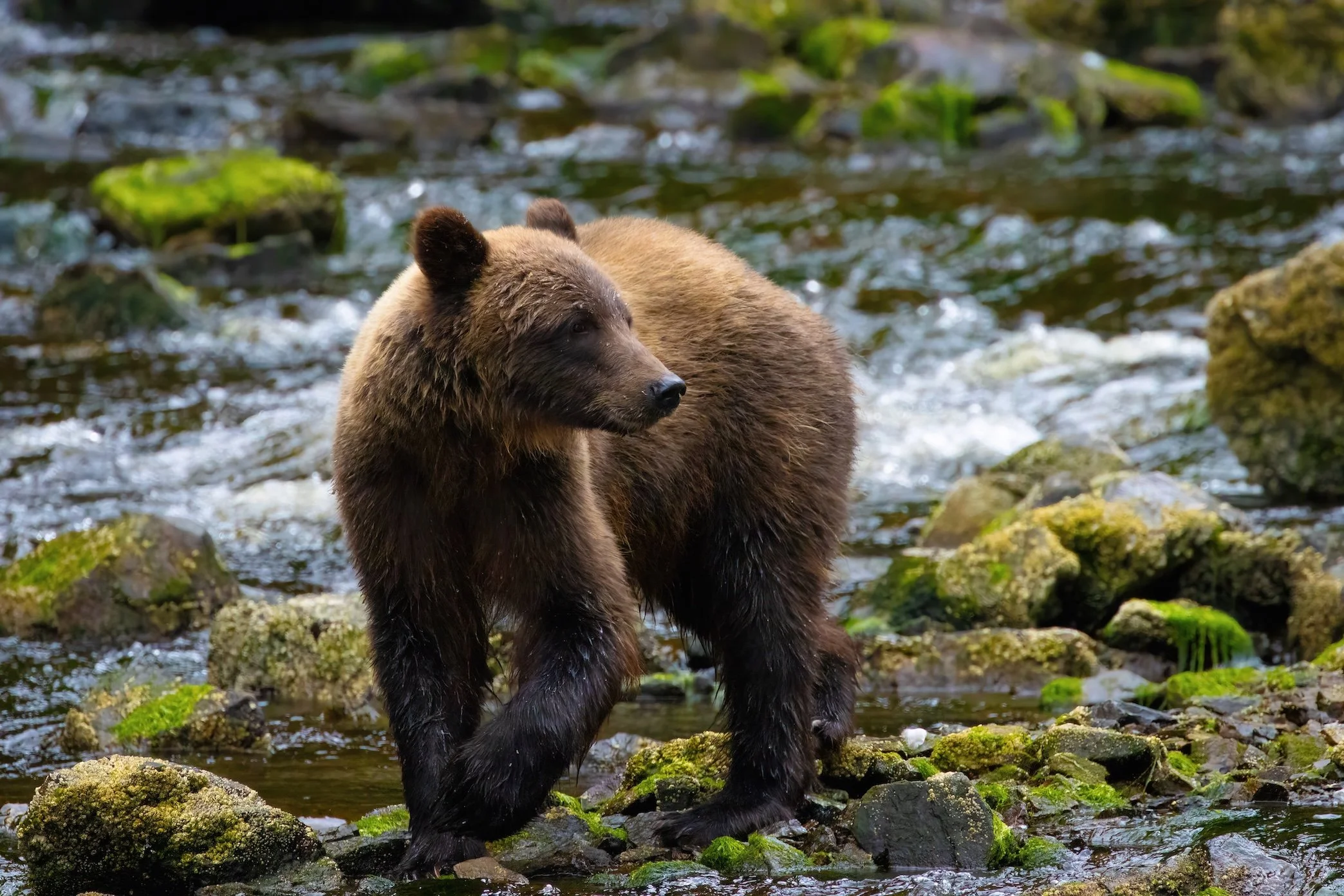 Brown Bear River