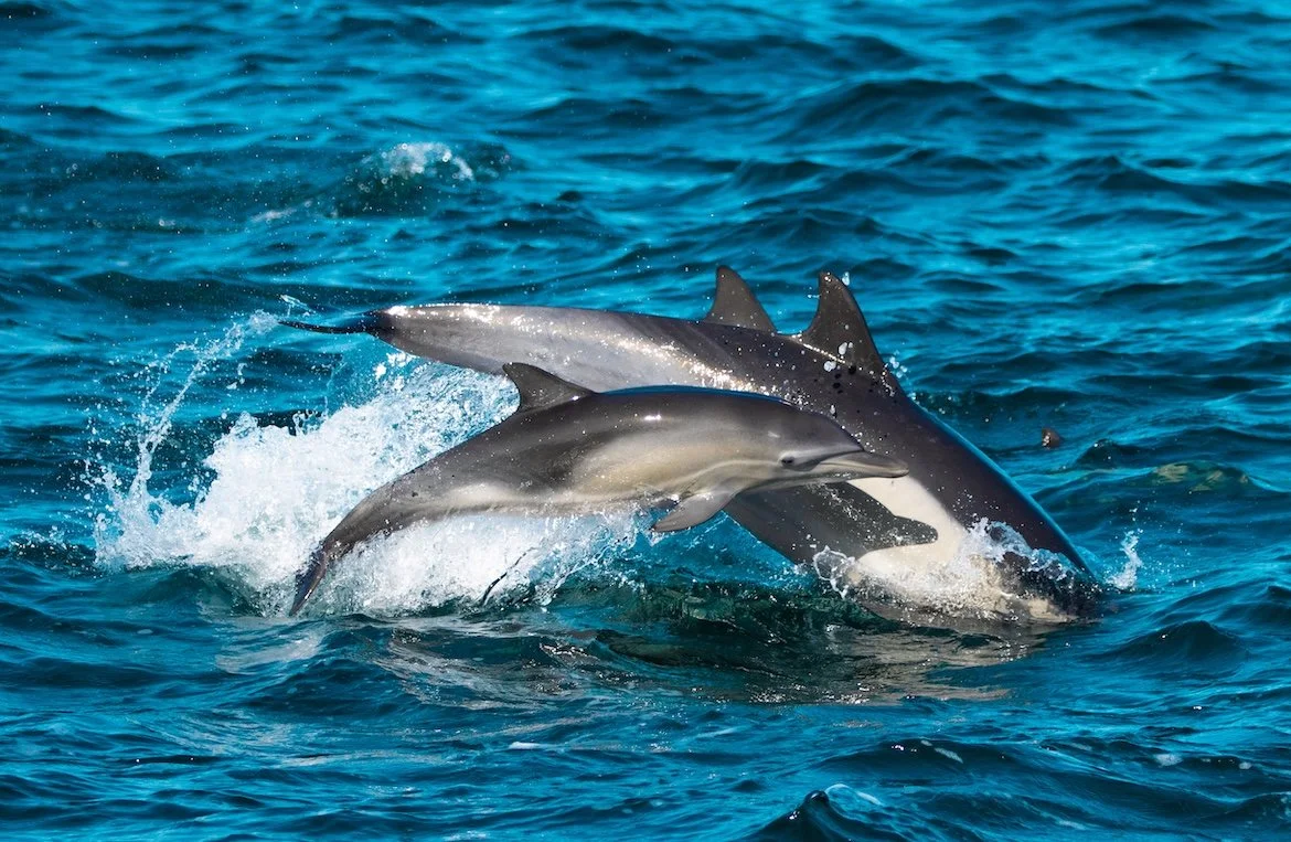 A Higher Porpoise