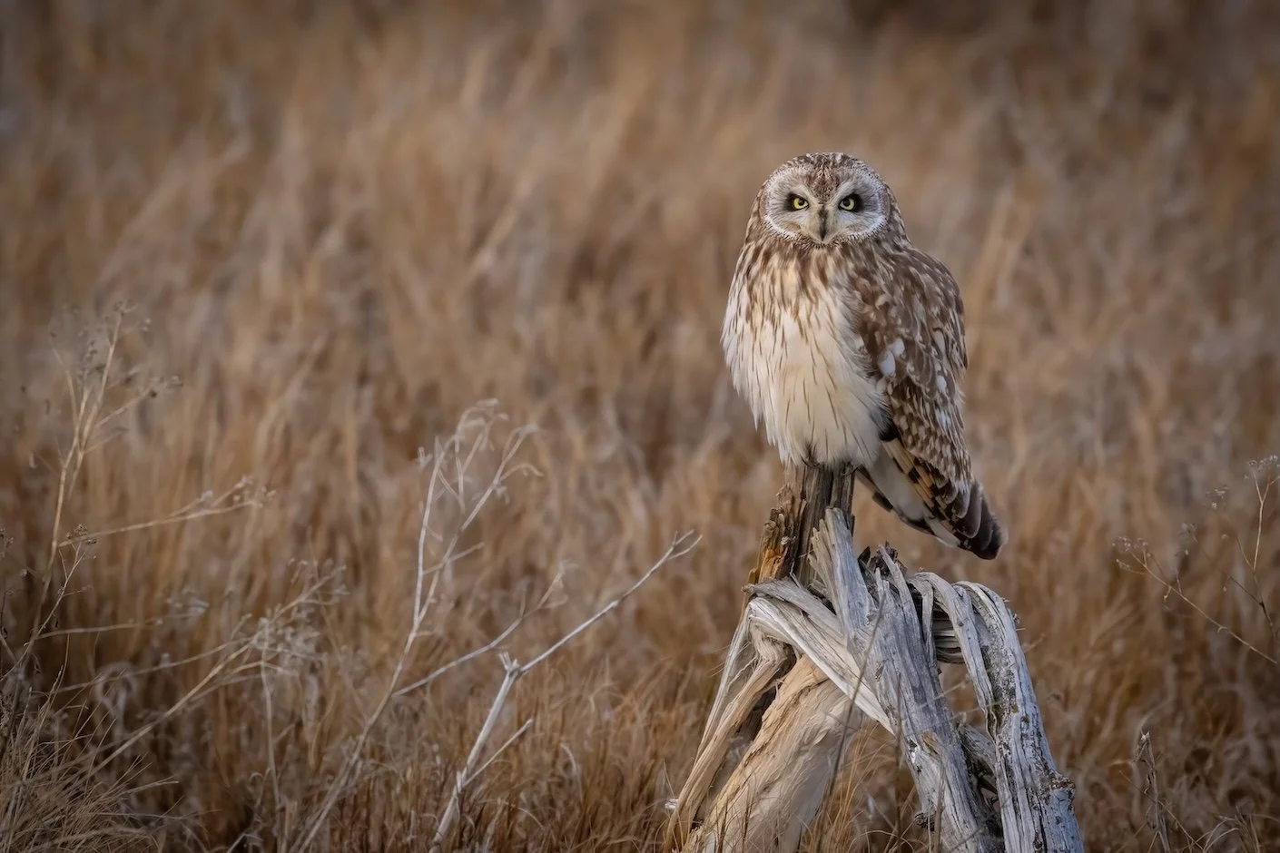 Hunter At Dusk (alternate)