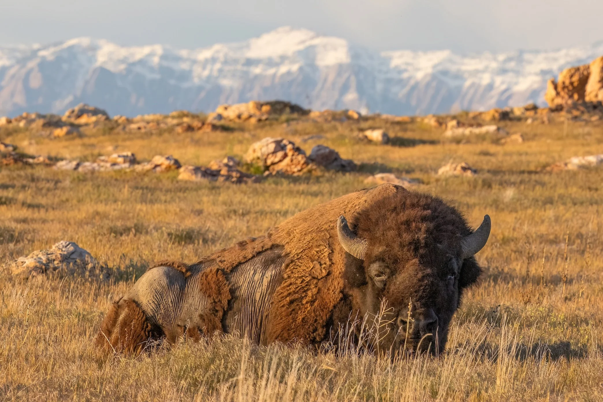 Wasatch Bison-DN.jpg
