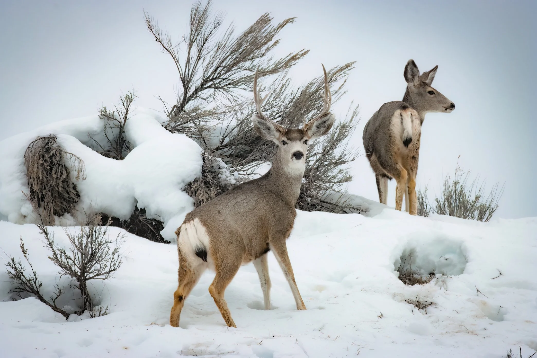 Buck N Doe Redux-DN.jpg