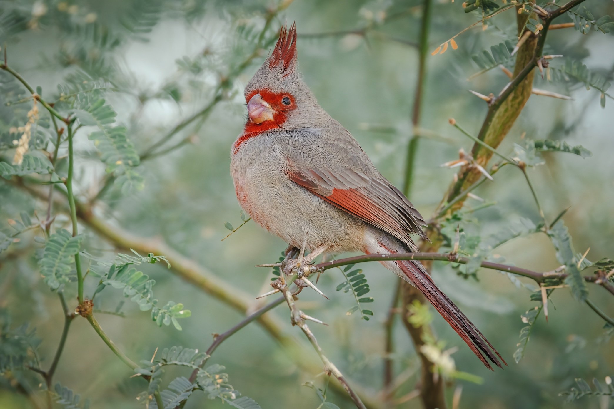 Cardenal Del Desierto