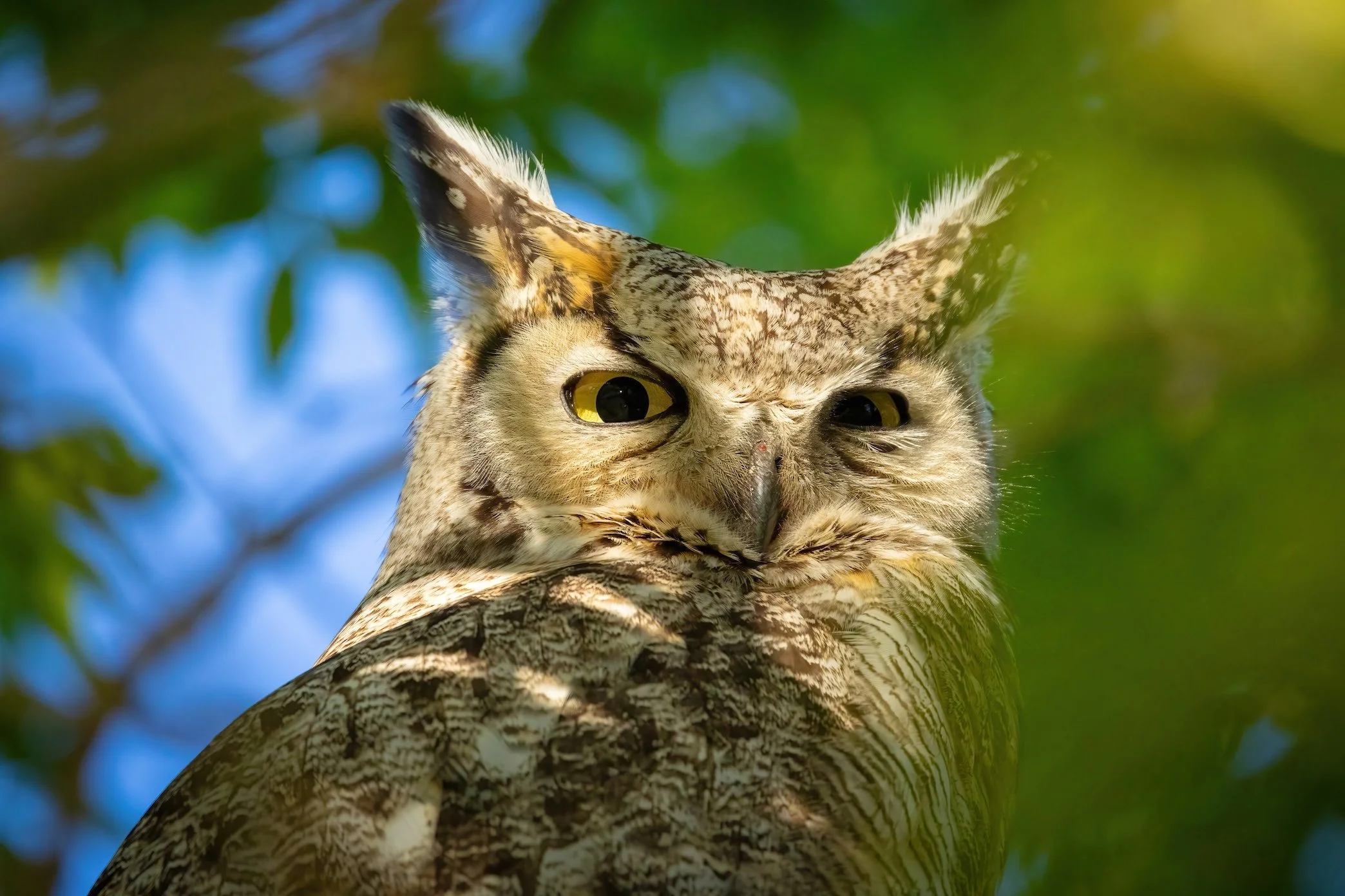 Portrait of a Great Horned Owl