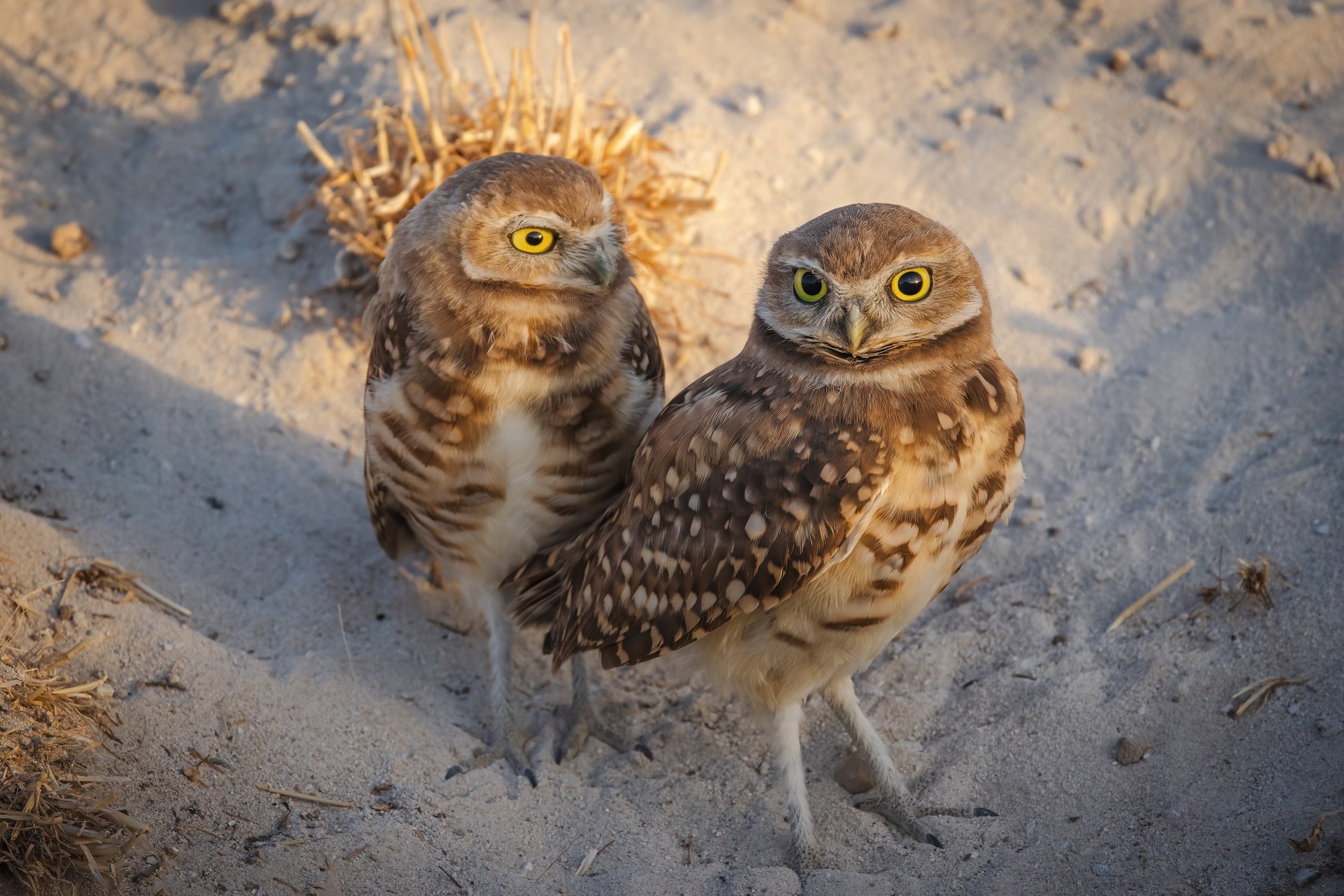 Burrowing Owl Pair 2-DN.jpg