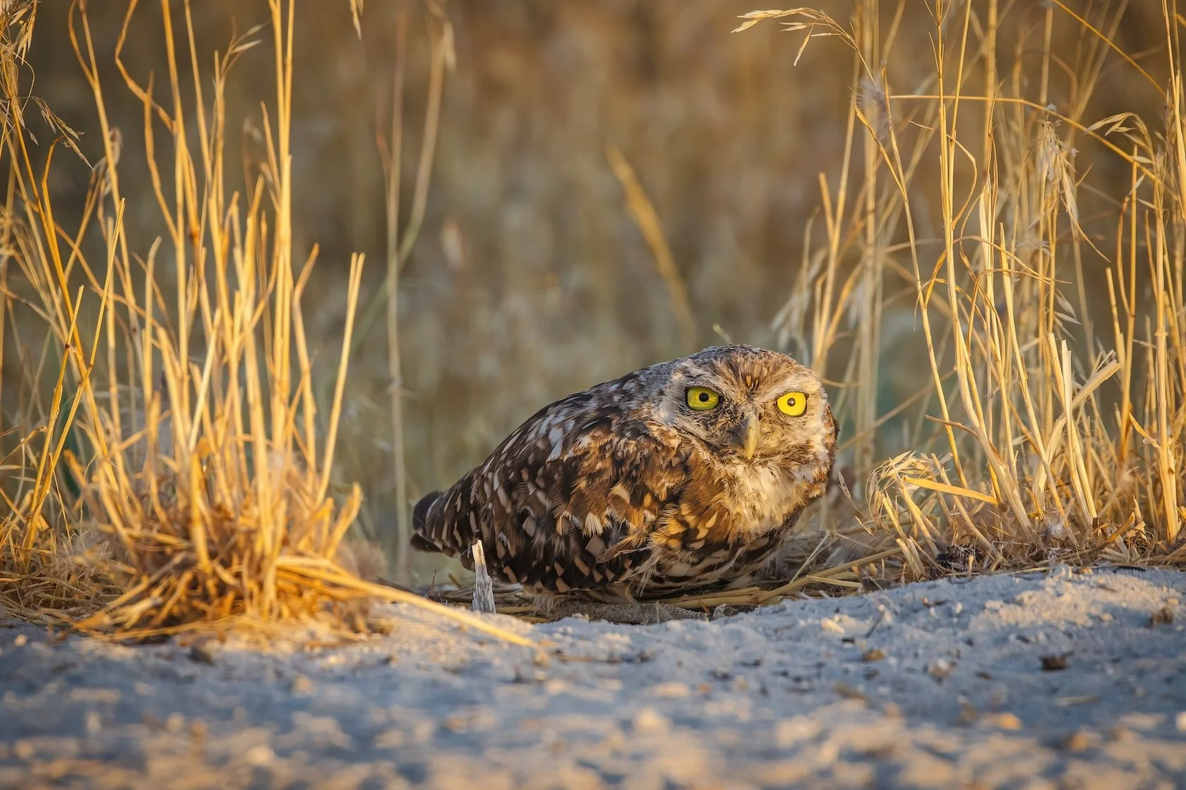 Creeper Owl-DN.jpg