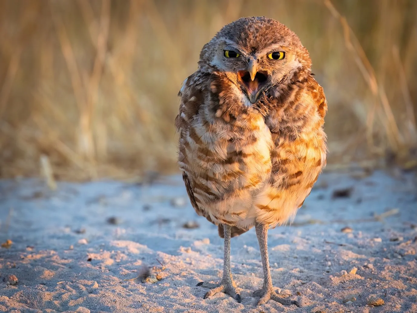 Ornery Owl