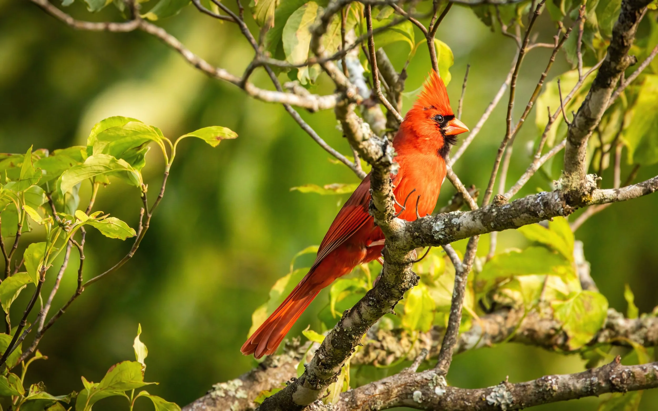 Cardinal Redux-DN.jpg