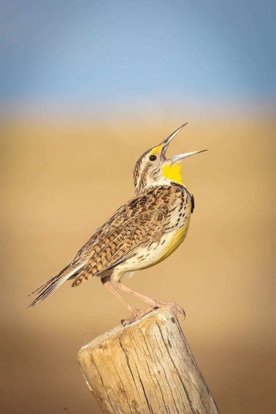 Meadowlarks song-DN.jpg