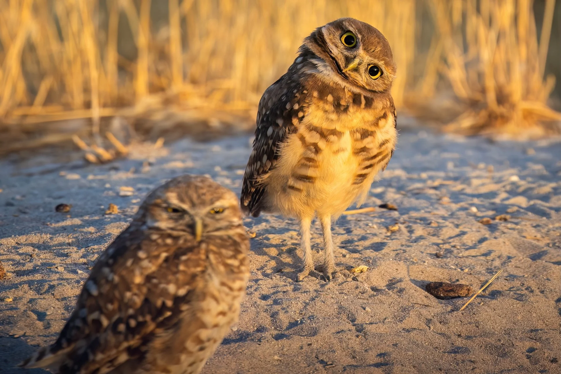 Head Tilter-DeNoiseAI-low-light.jpg