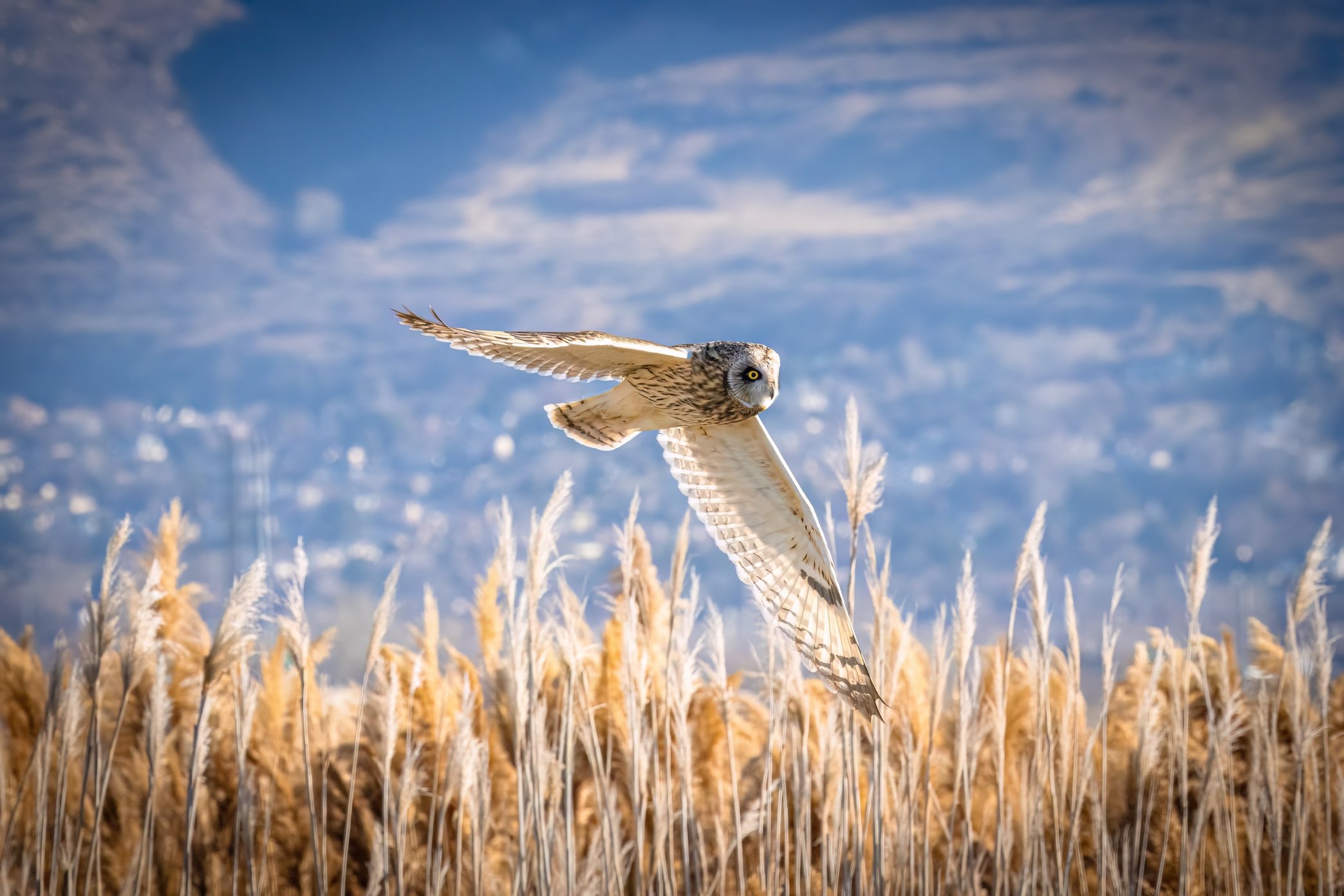 Shorty In Flight-DeNoiseAI-low-light.jpg