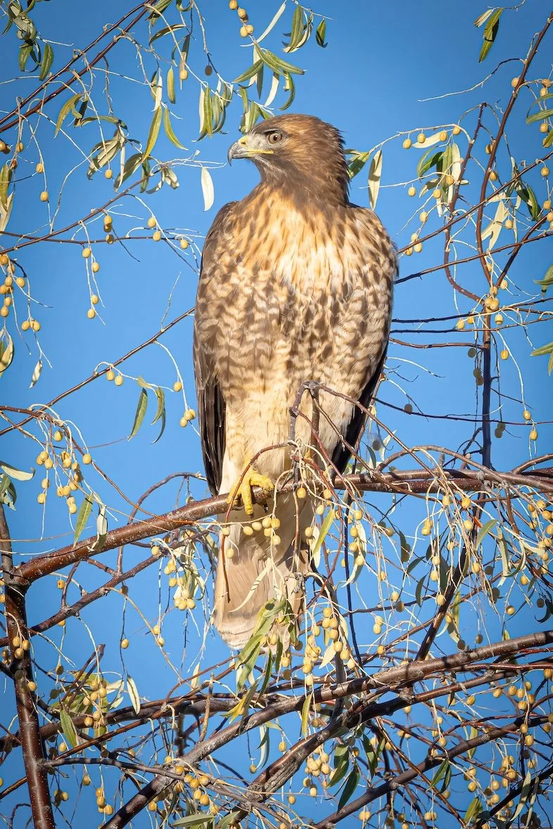 Russian Olive Hawk DN Vertical Crop.jpg