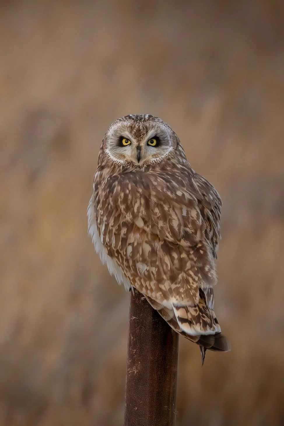 Hunter At Dusk