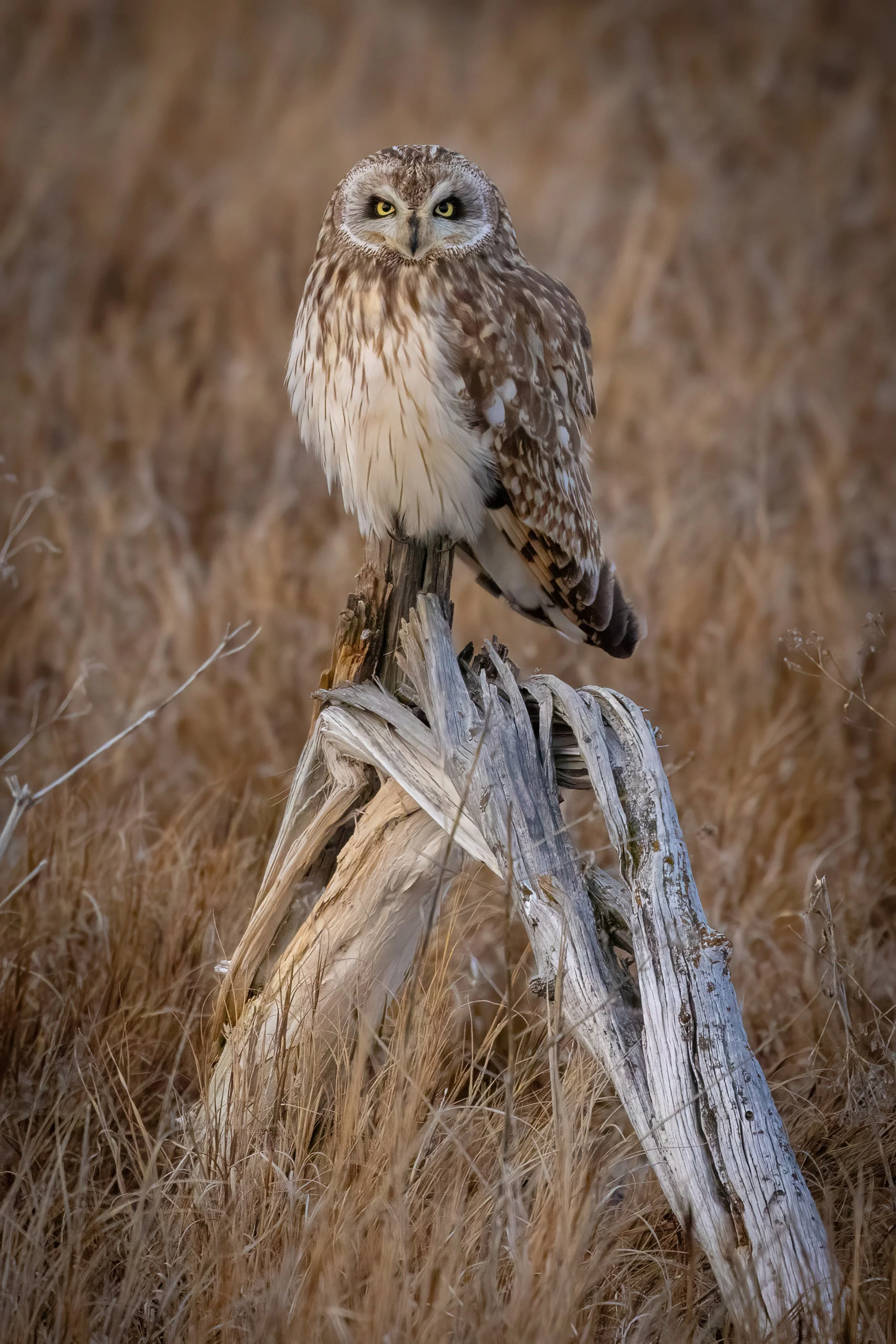 Hunter At Dusk (alternate)