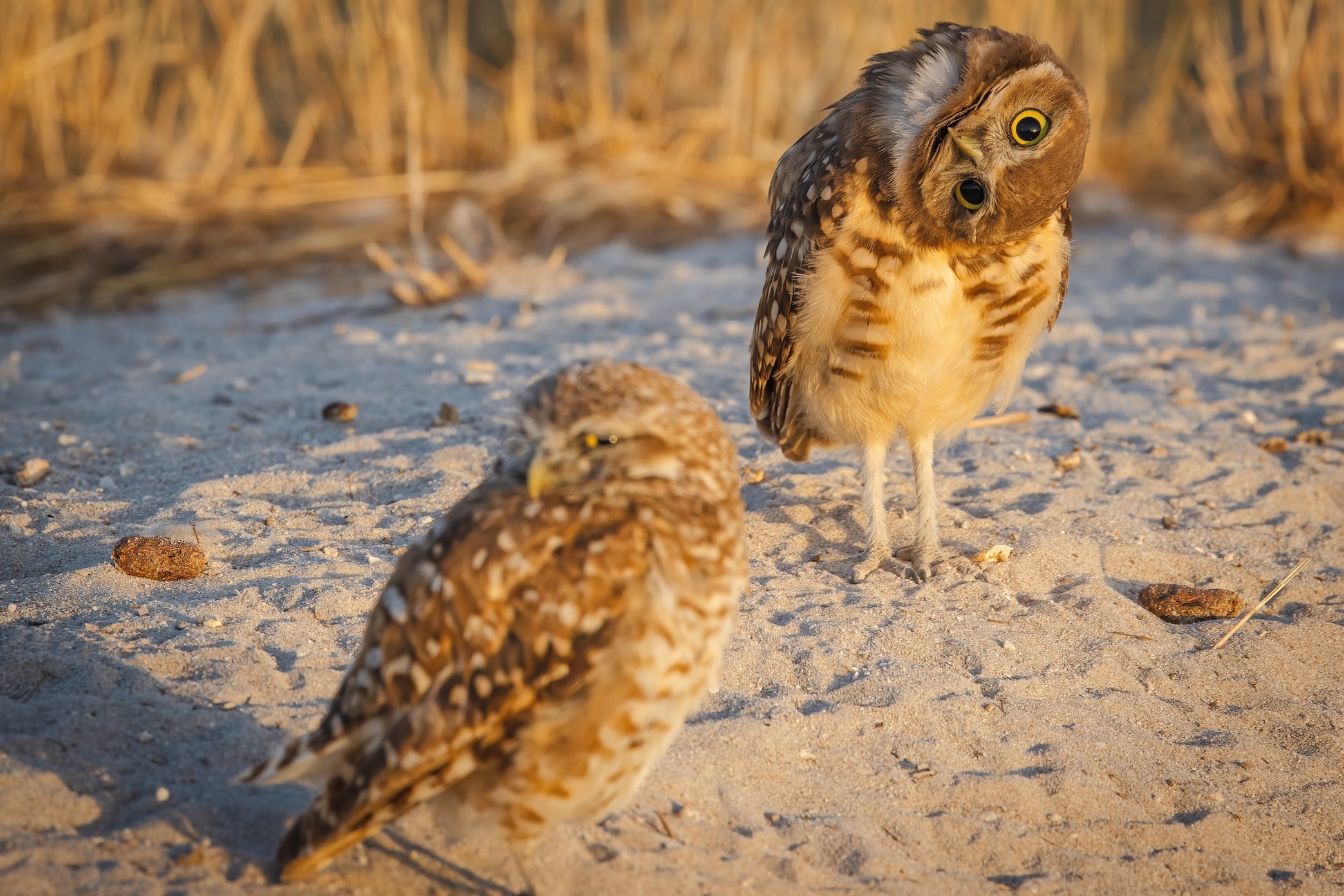 Owl Upside Down Head-DN.jpg