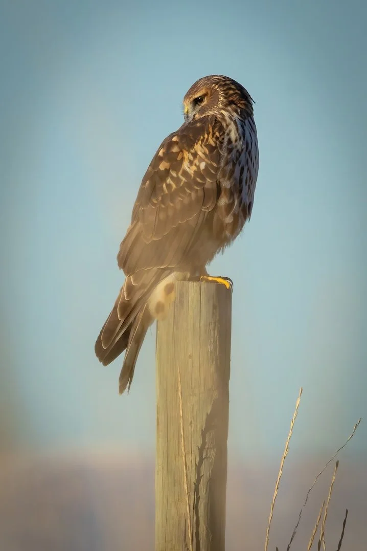 Harrier Post-DeNoiseAI-standard.jpg