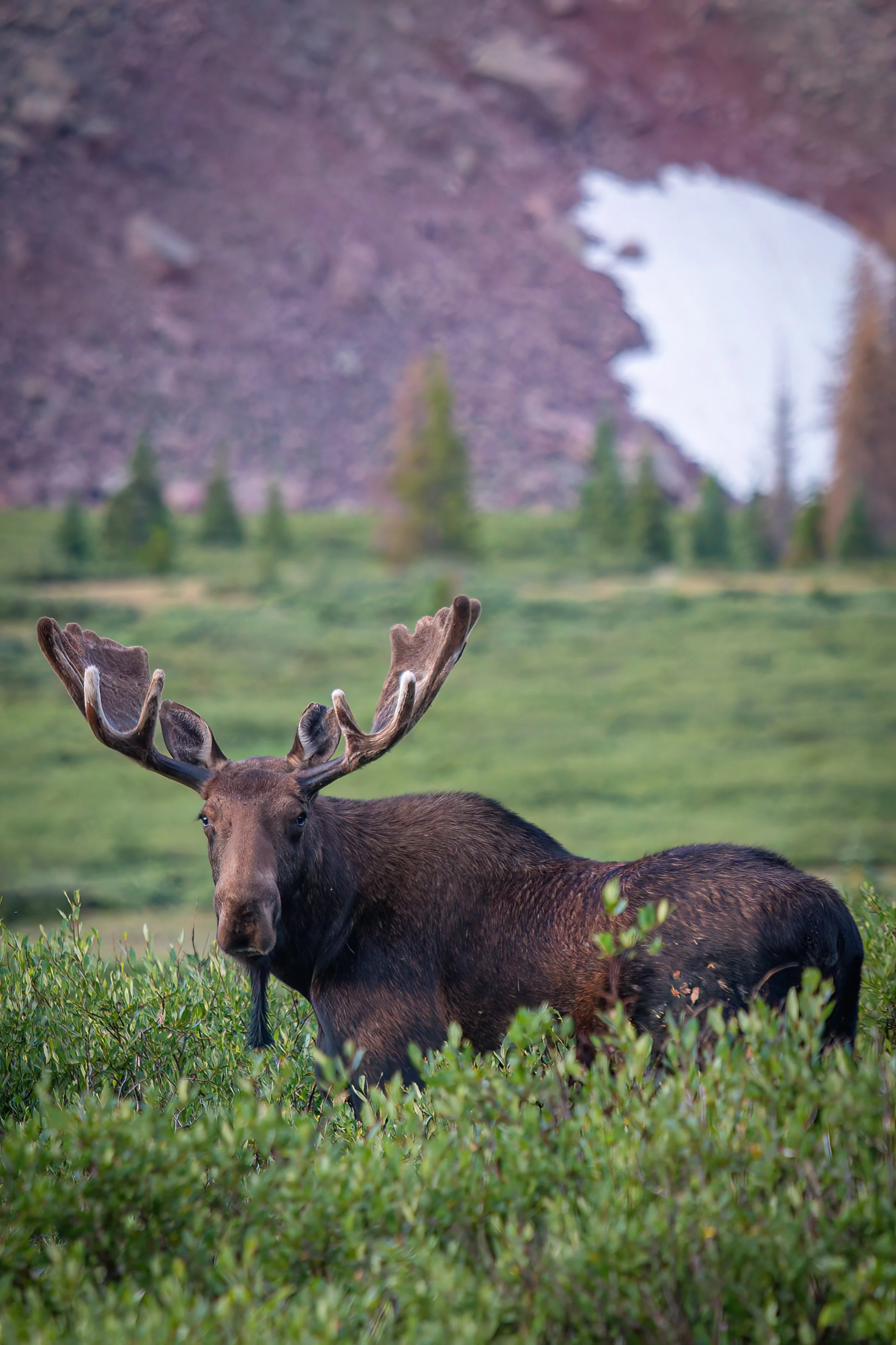 Uinta Moose Redux Vertical-DN.jpg