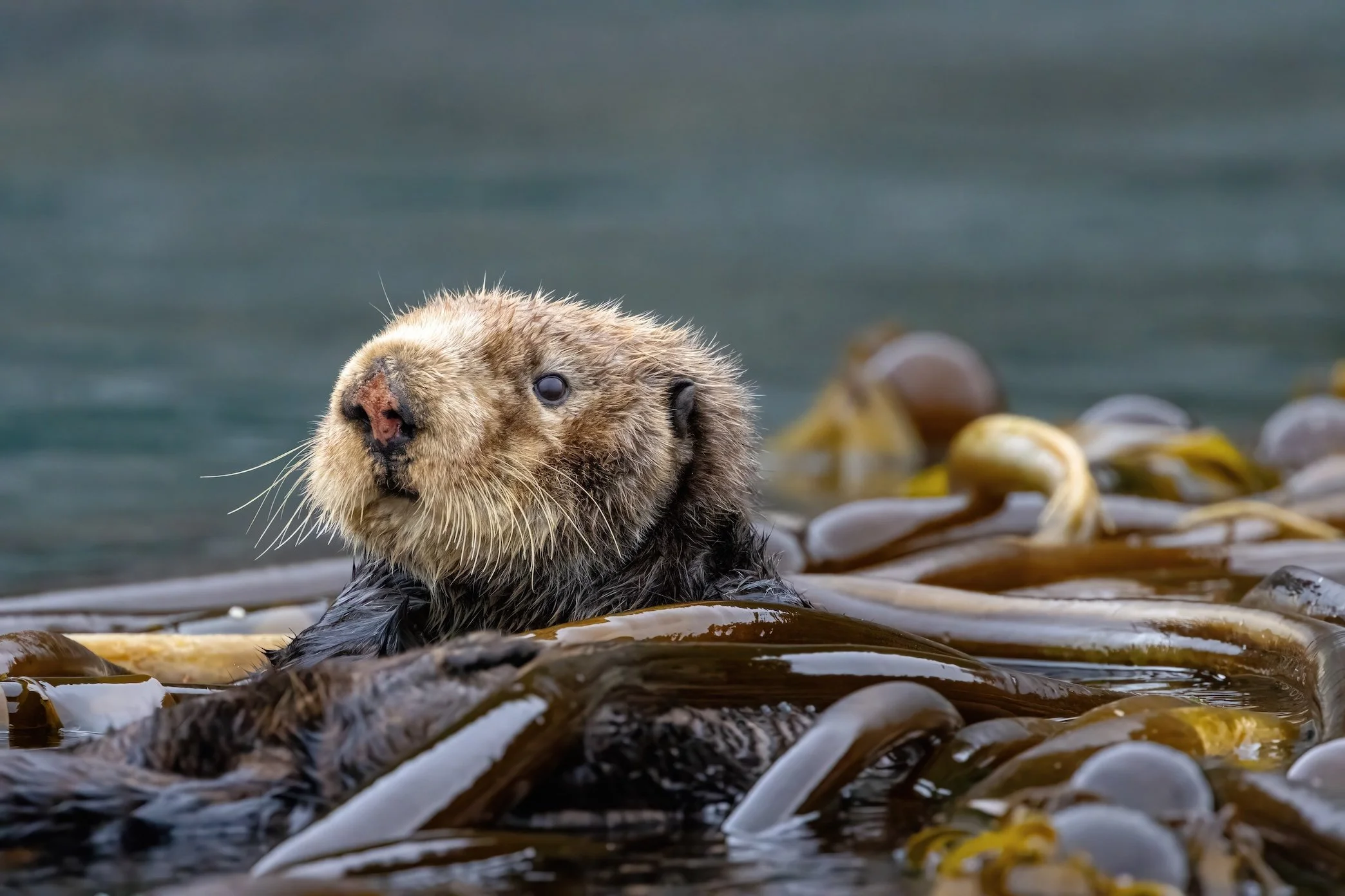 Alaska Sea Otter