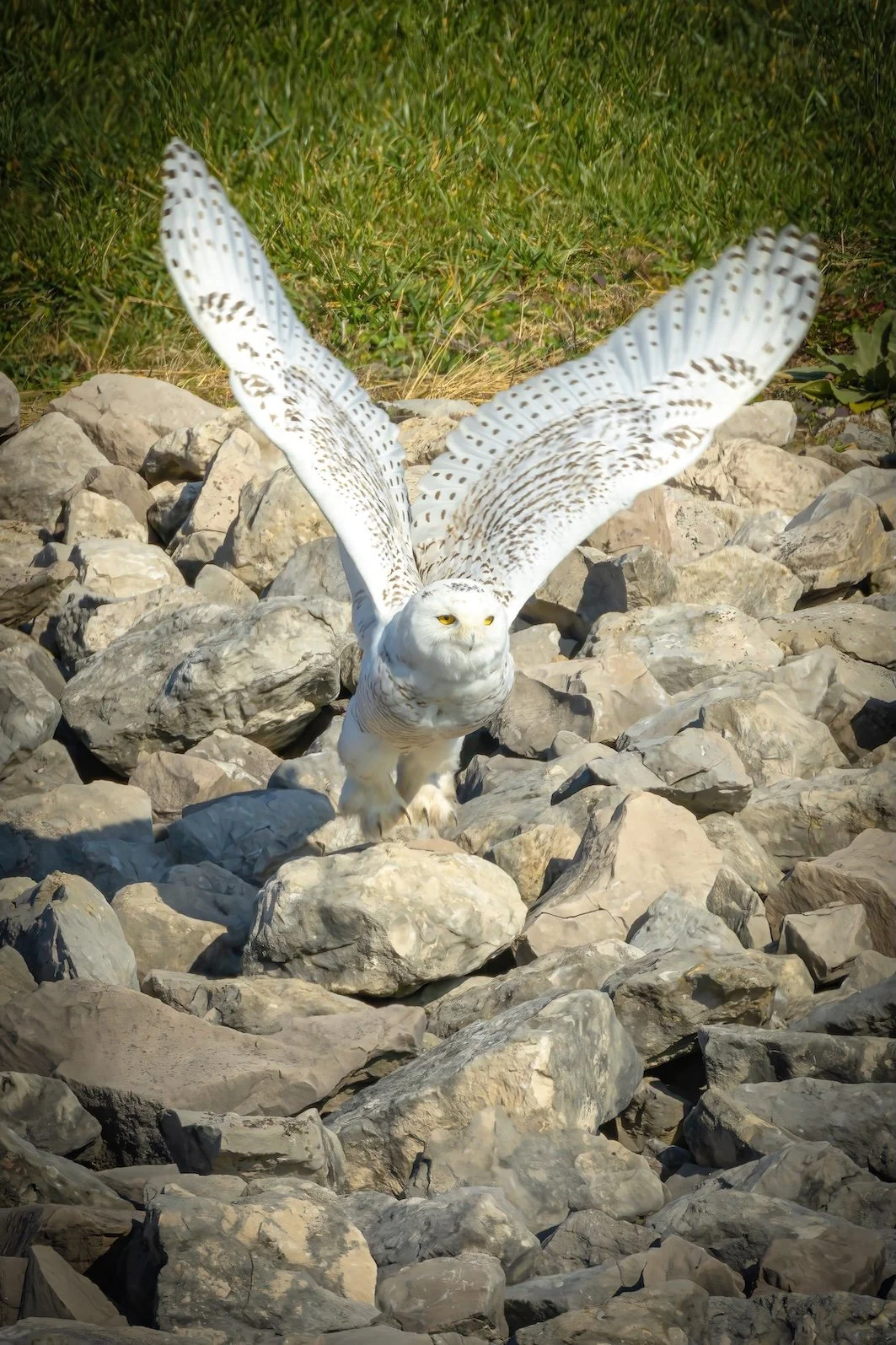 Snowy Owl Redux-DN.jpg