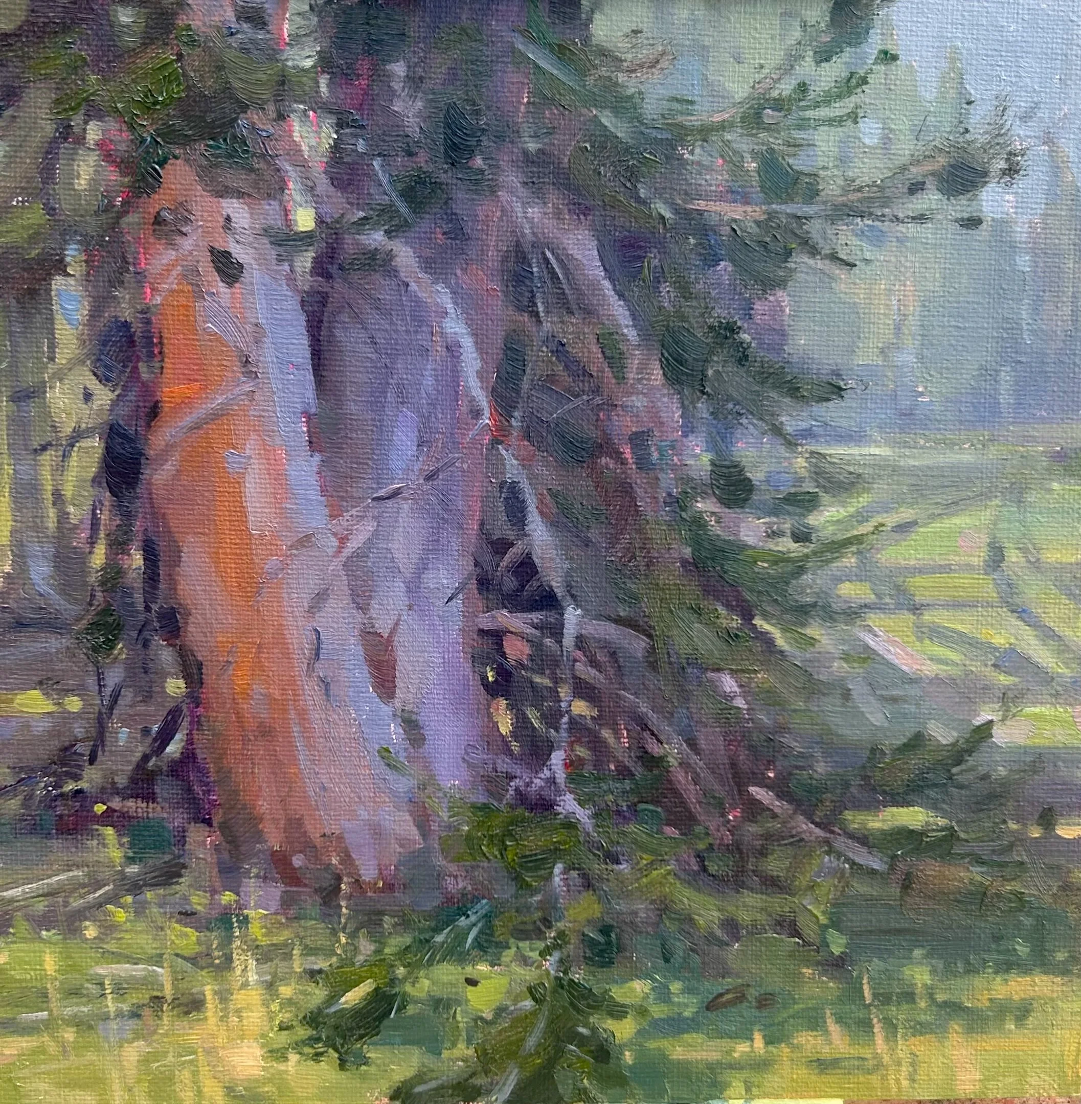 pine-gallatin-river.jpg