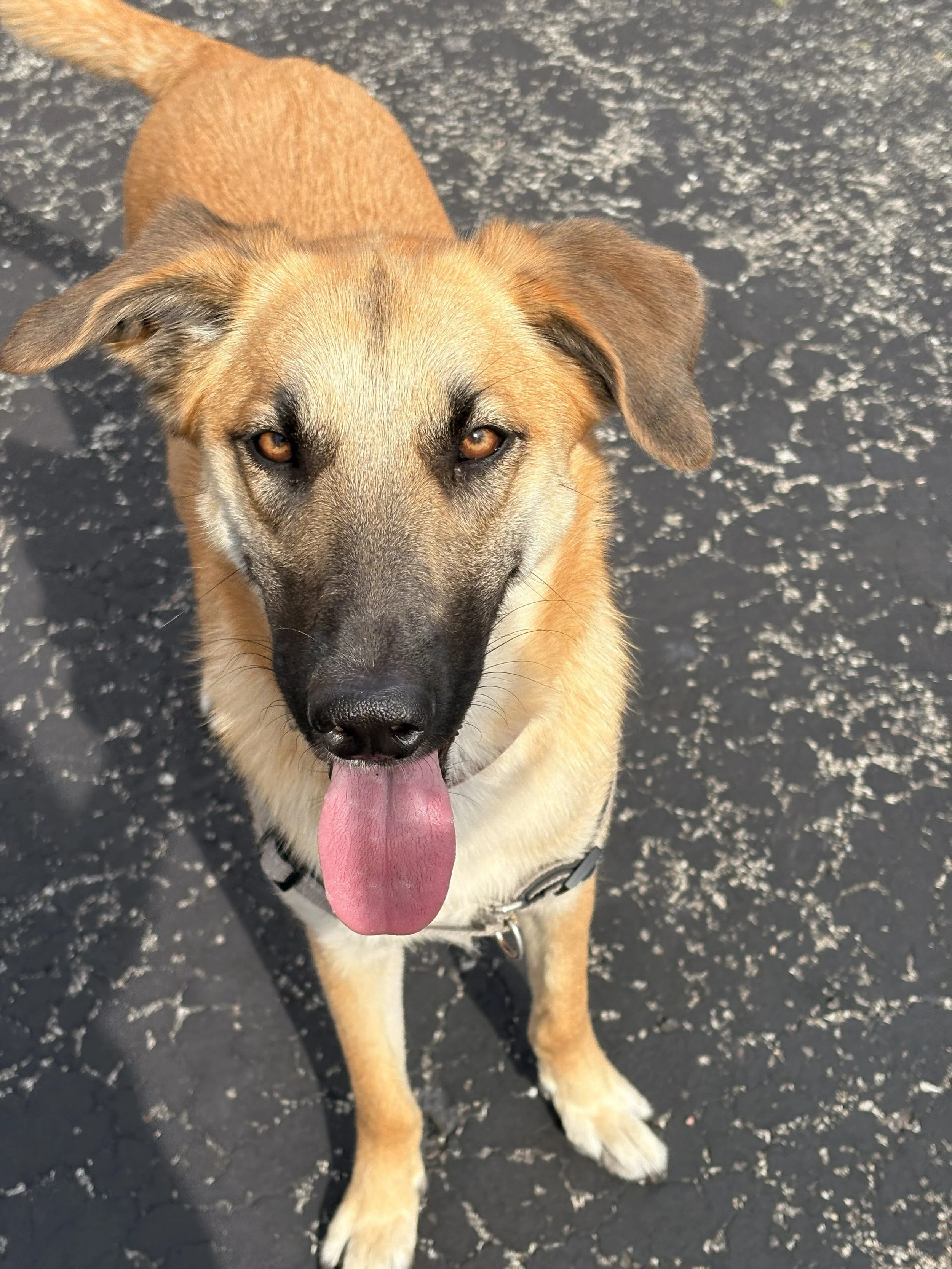 emotional support german shepherd helping with anger and communication