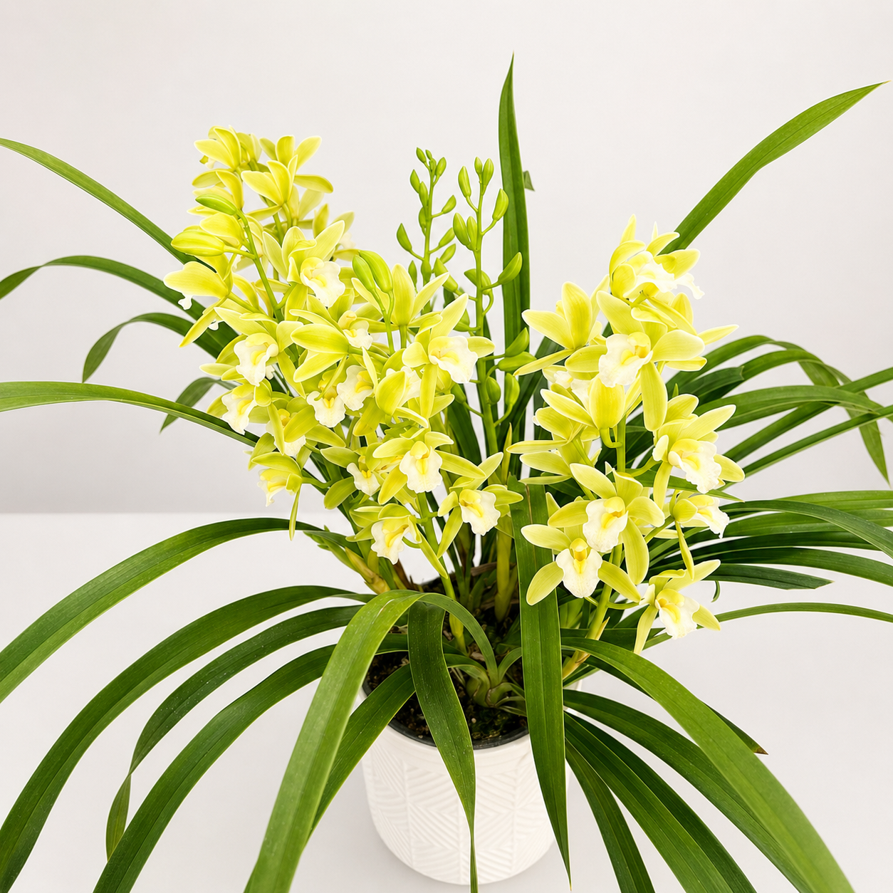 Cymbidium_5.png