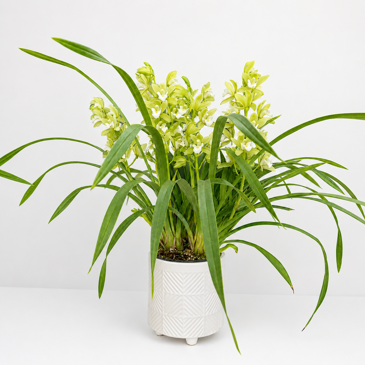 Cymbidium_4.png