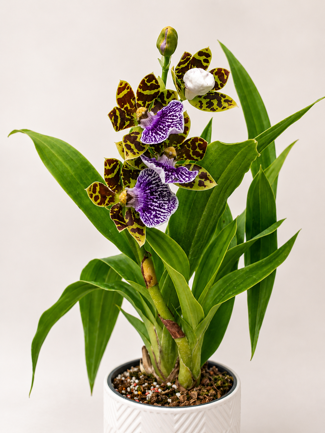 Zygopetalum_2.png