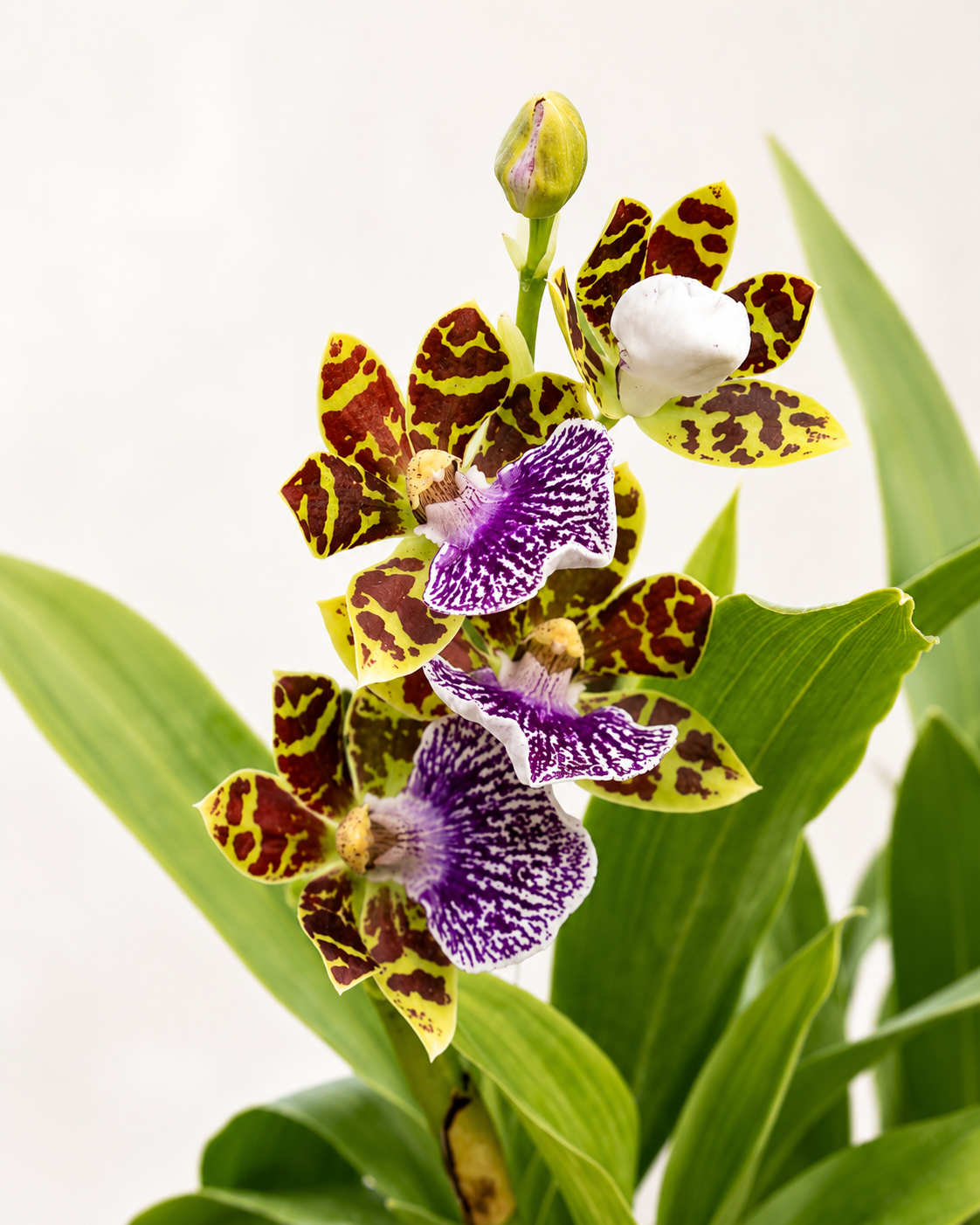 Zygopetalum.png