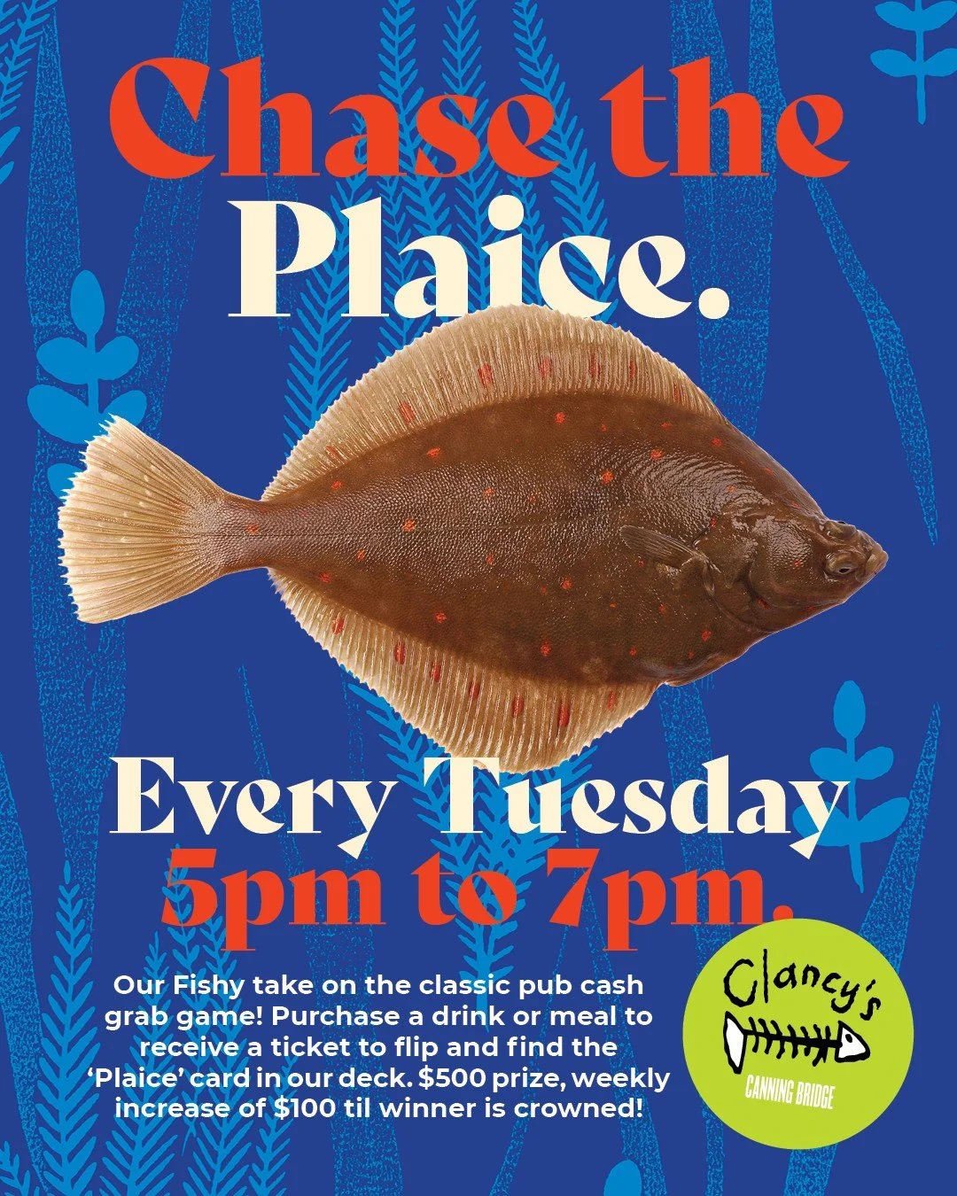 Every Tuesday at CLancy's in Applecross have a chance to win a cash jackpot playing chase the plaice, our spin on chase the ace