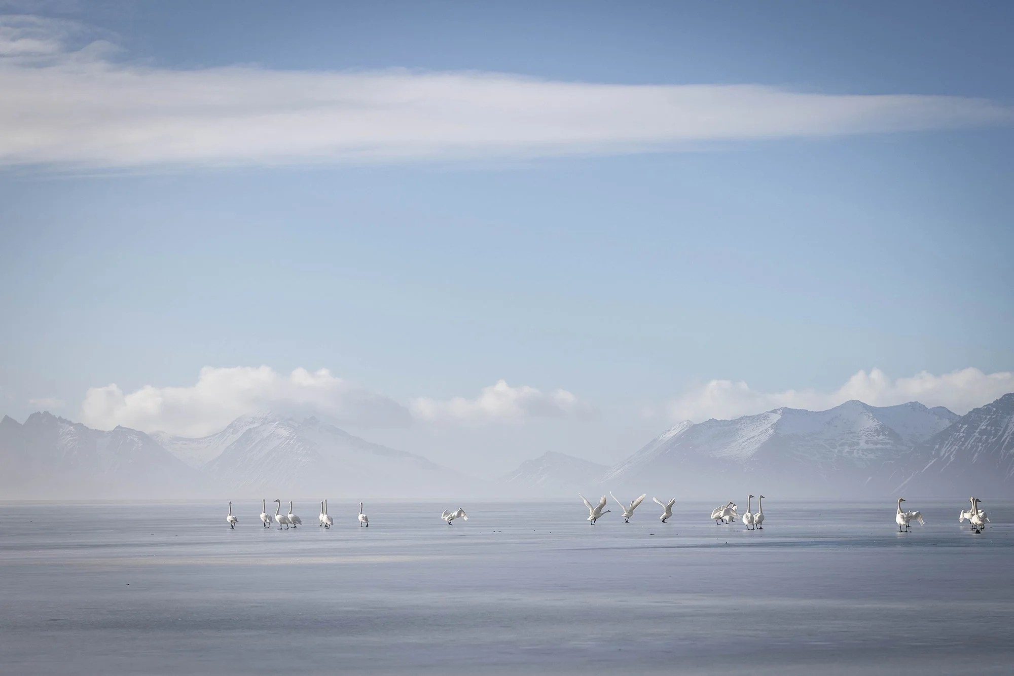 Weiße Schwäne schwimmen auf einem ruhigen See vor schneebedeckten Bergen in einer klaren Himmelsszene.