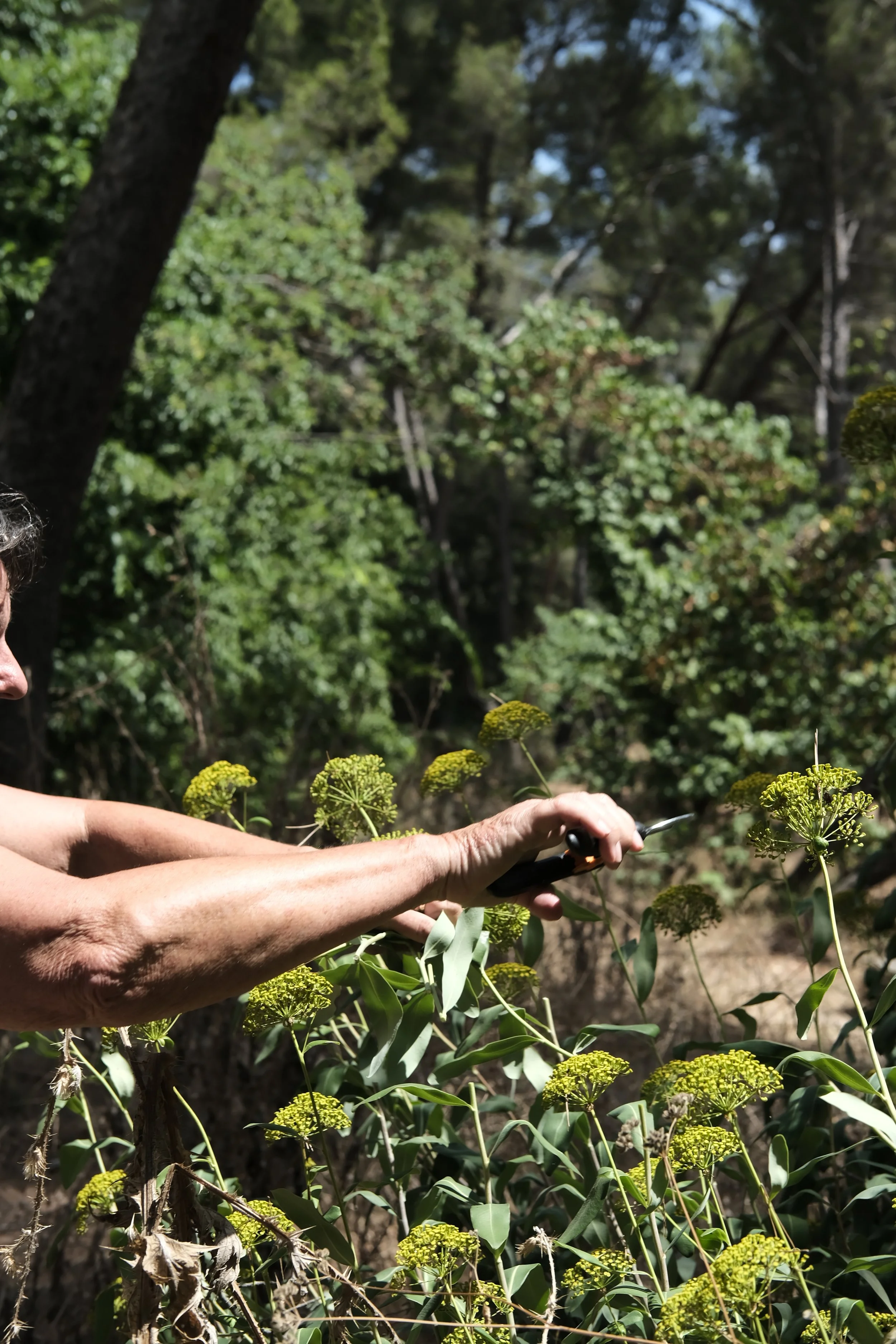 Une personne utilise un sécateur pour couper des plantes dans un environnement naturel boisé.