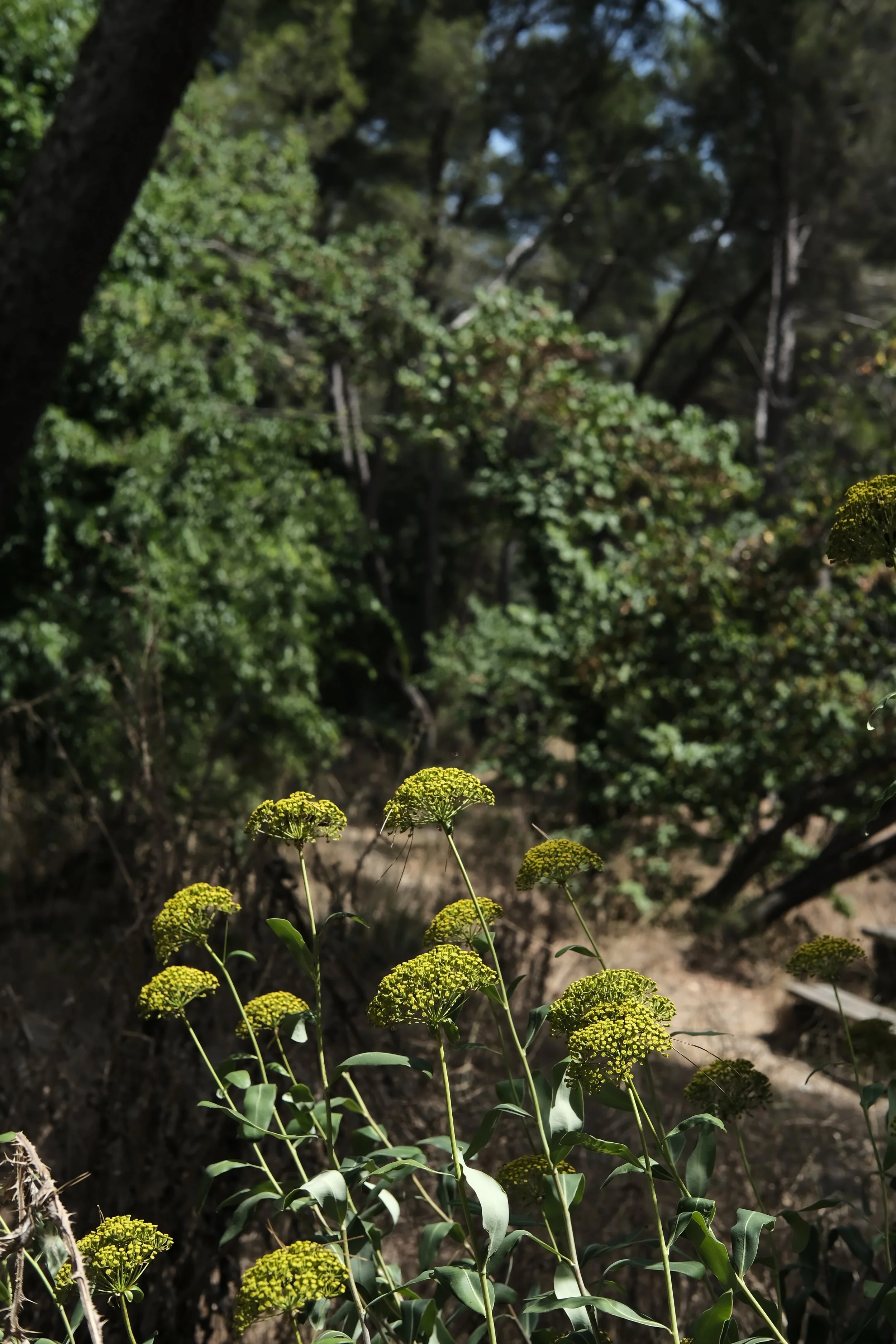 Forêt du Montredon, cueillette du buplèvre ligneux