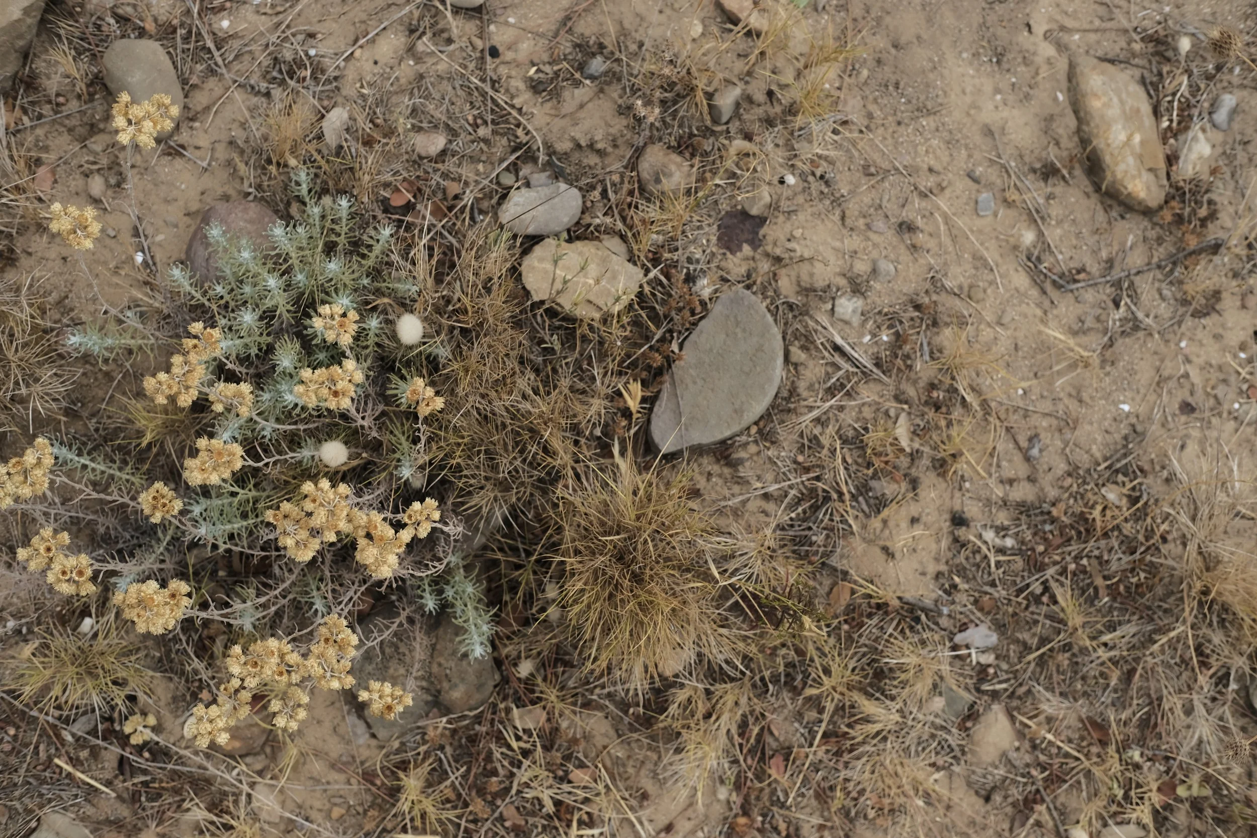 Immortelle des sables, cueillette Falaise Soubeyrane