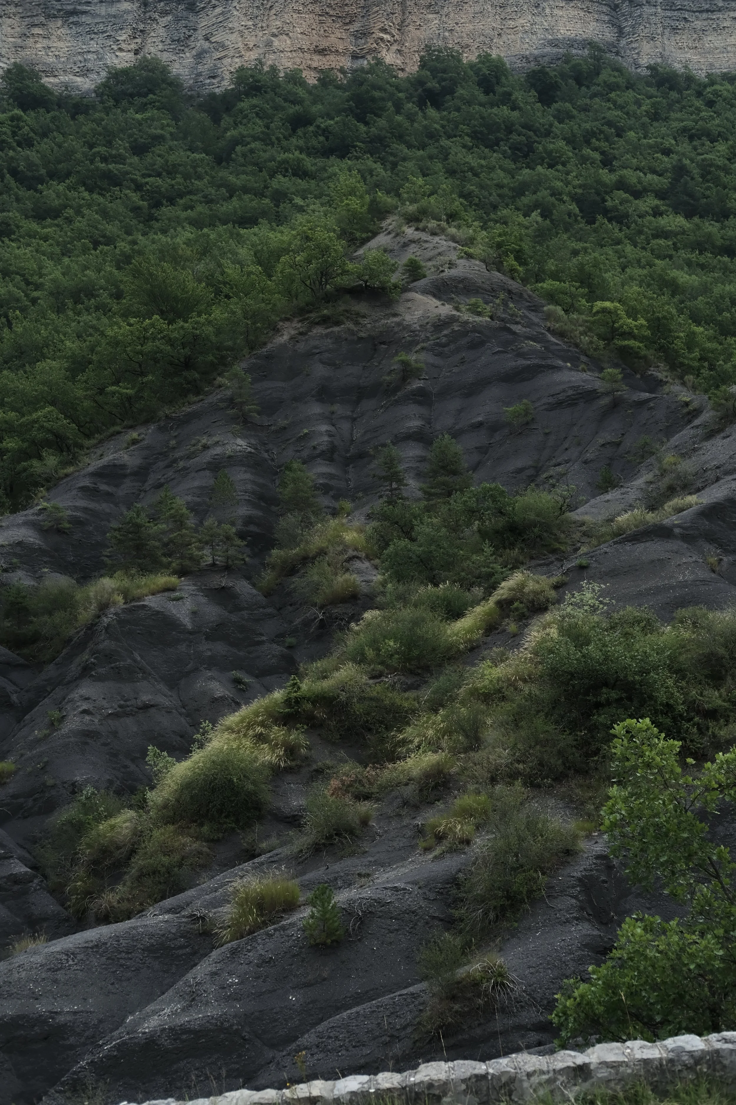 Collines couvertes d'arbres verts avec des rochers noirs sur la pente.