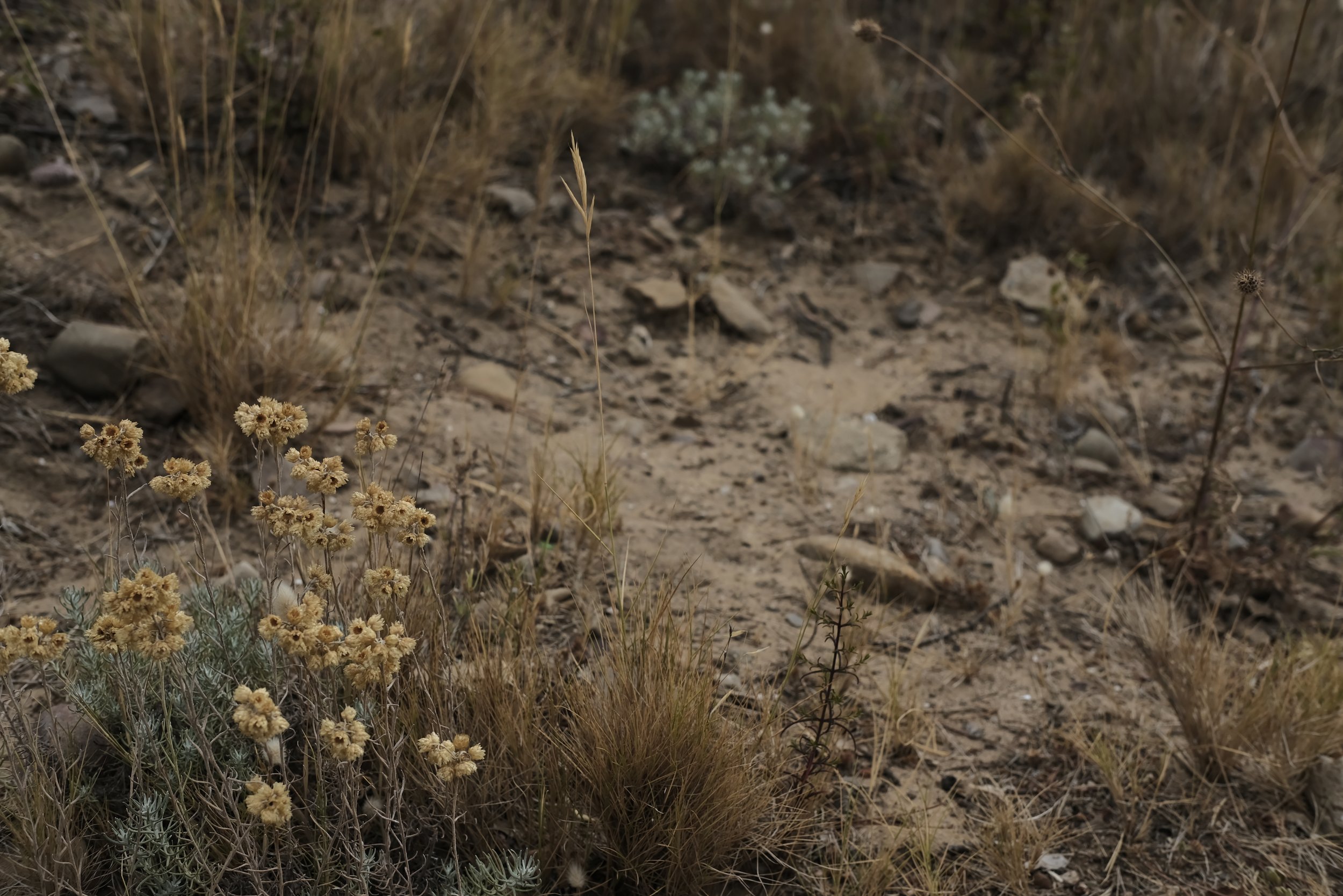 Immortelle des sables, cueillette Falaise Soubeyrane