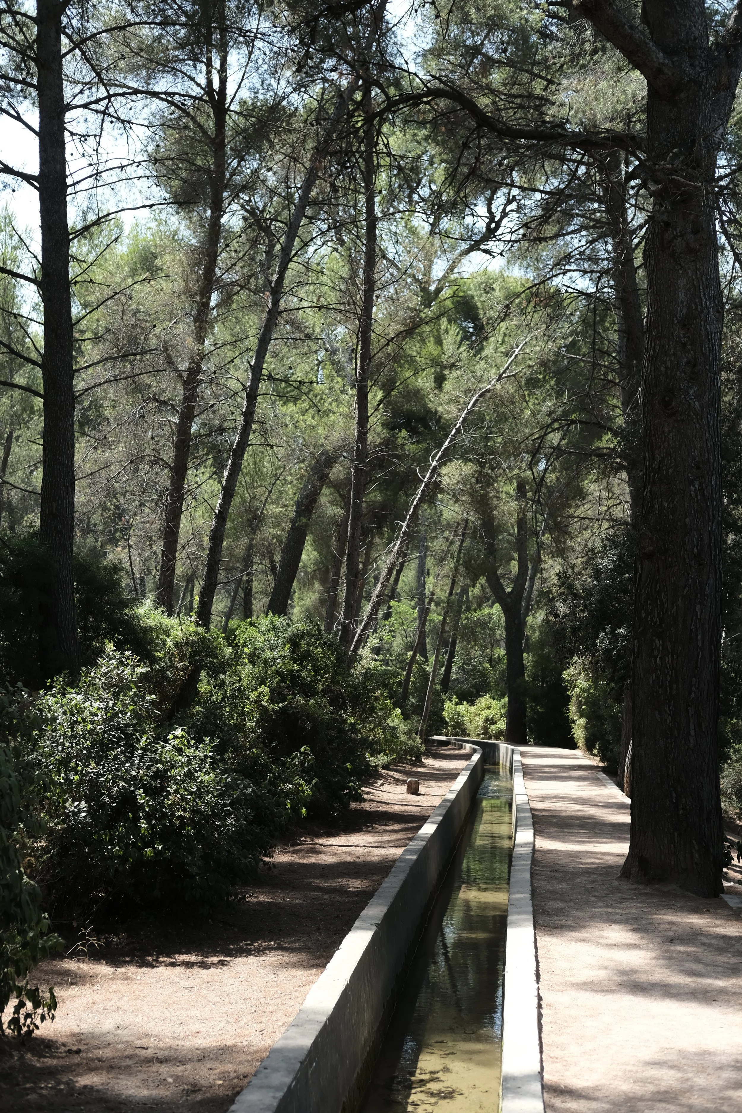 Parc du Mont redon, cueillette du buplevre ligneux
