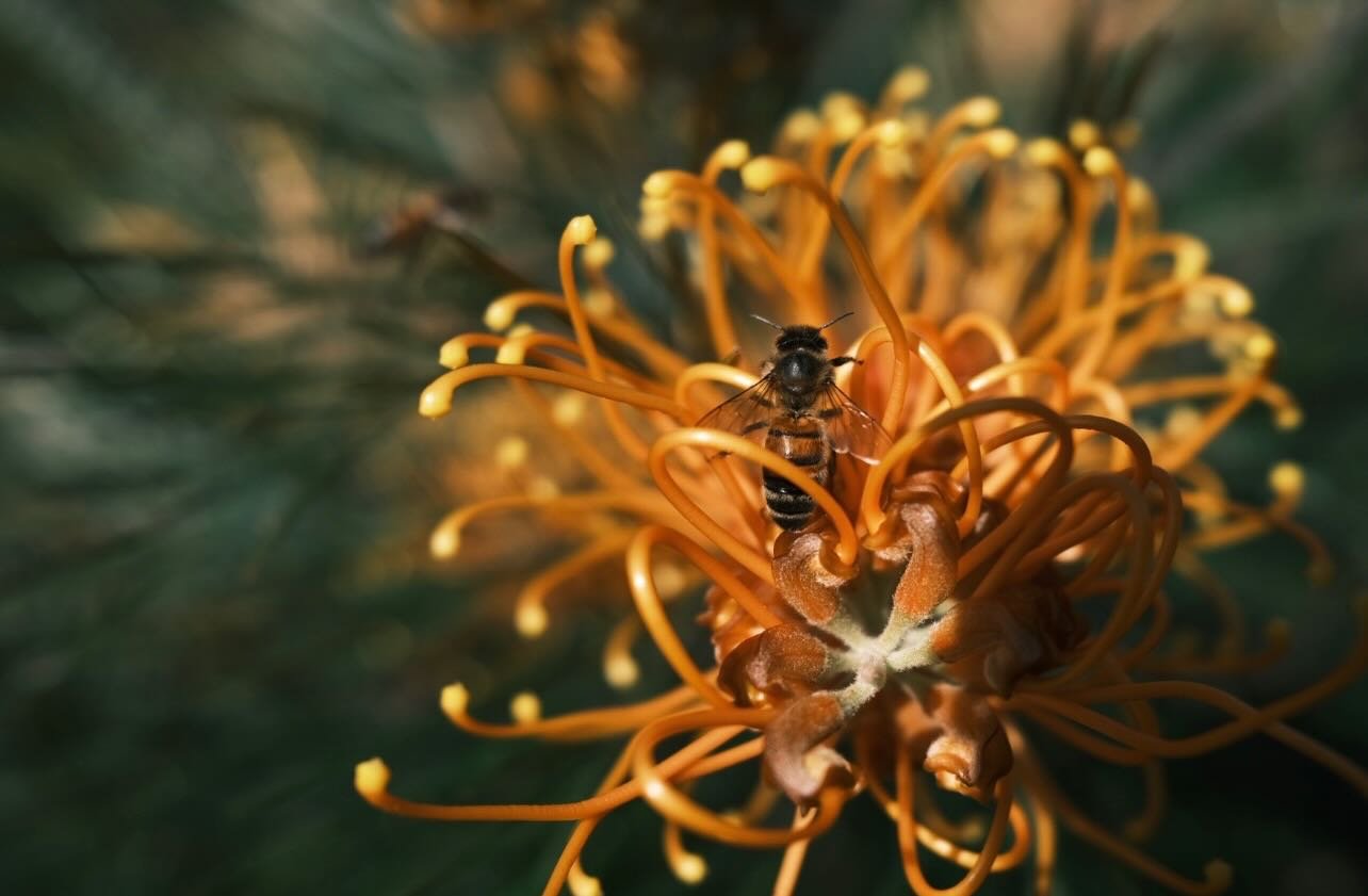 We&rsquo;ve been working away quietly down here 🐝

What started earlier in Karridale has slowly taken shape a little further south, here in Augusta.

There&rsquo;s still more to come, but it&rsquo;s beginning to feel like something we can share.

Bl