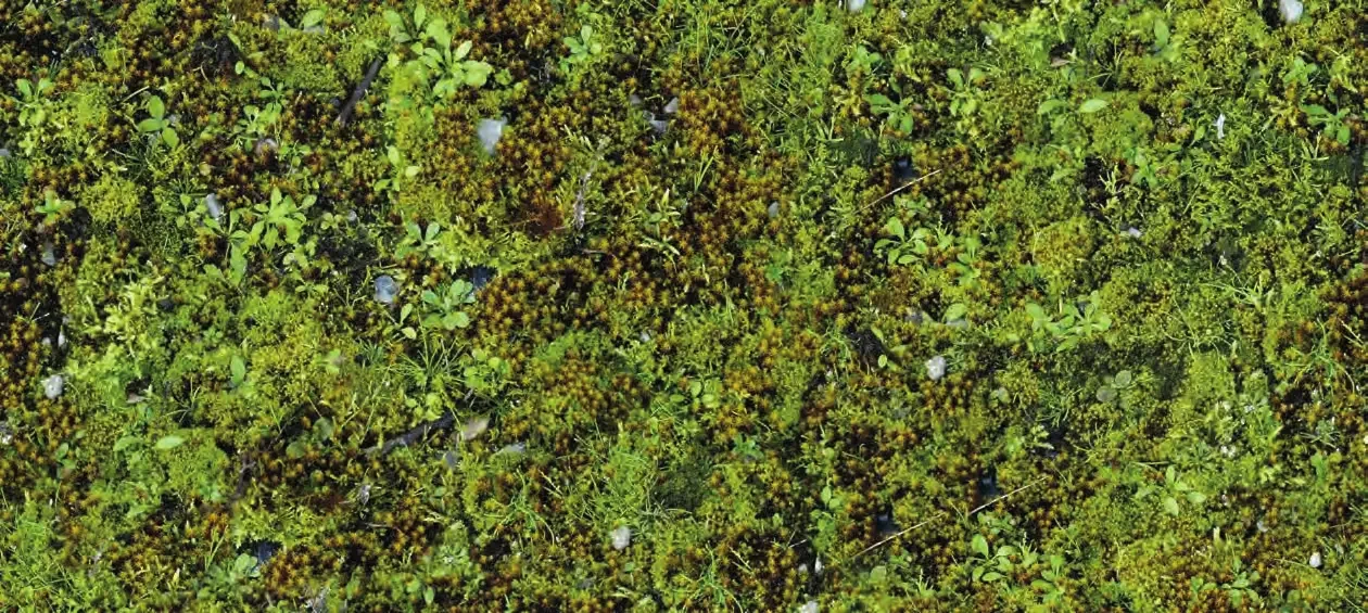 11_materiale_sedumtag.webp