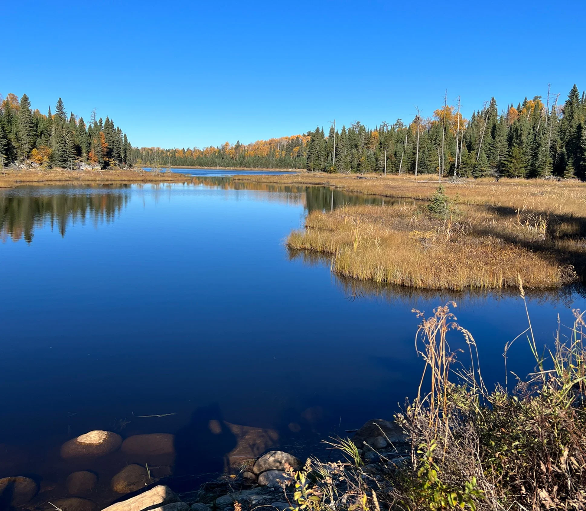 A peaceful river scene with clear blue water, surrounded by golden grasses and a dense forest of pine trees with some fall foliage under a bright blue sky.