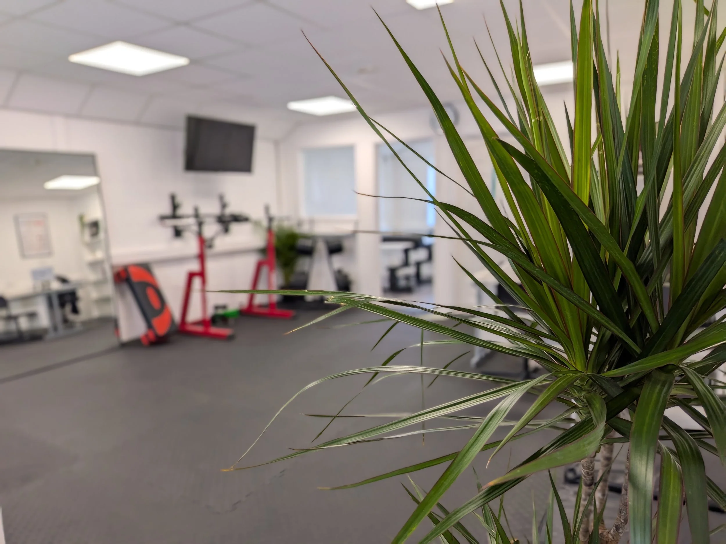 Indoor gym with fitness equipment and a large green plant in the foreground.